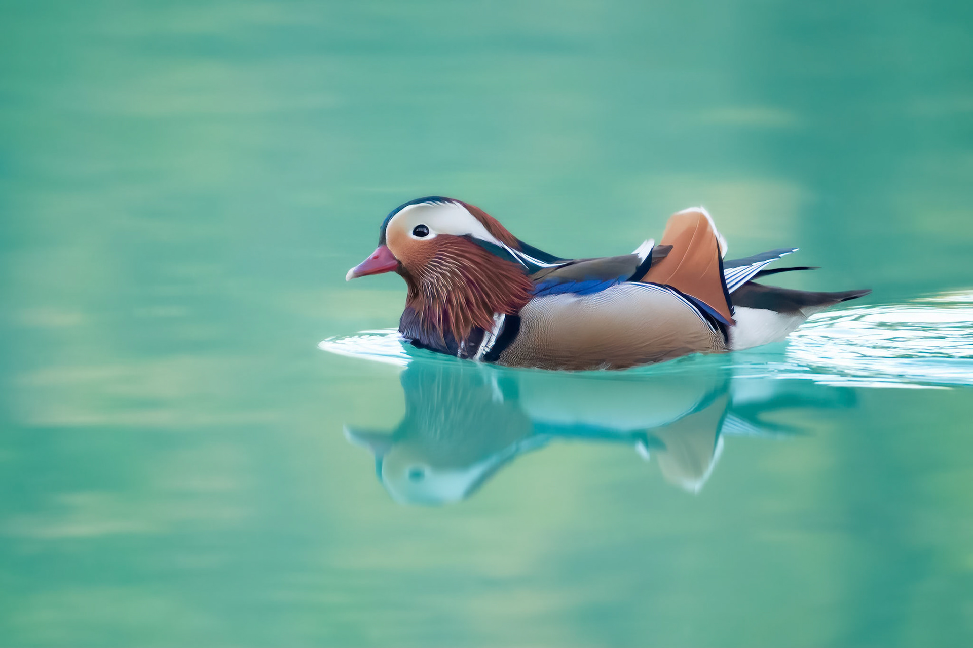 Mandarin Duck (Brussels, Belgium)