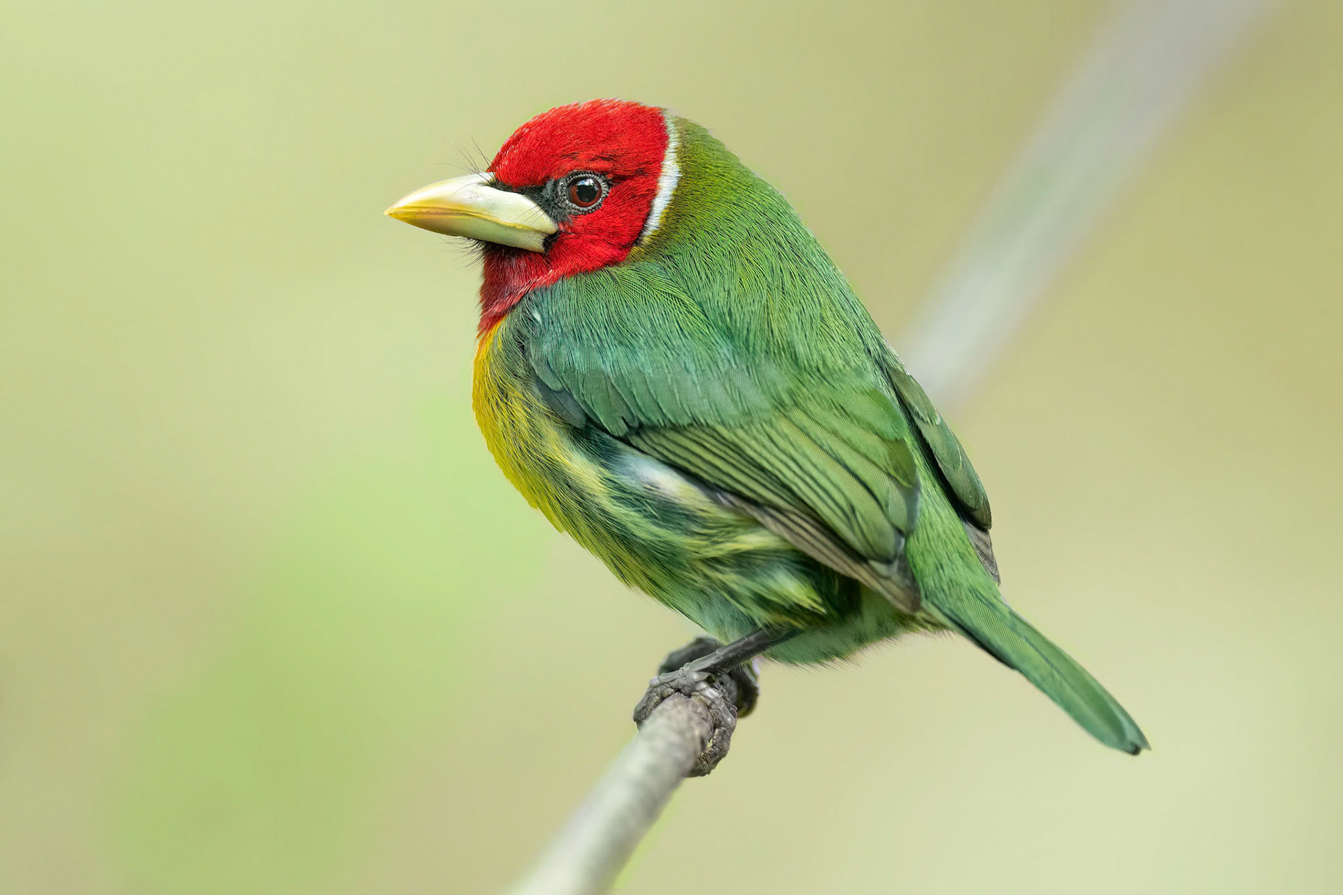 Red-headed Barbet (Cinchona, Costa Rica)