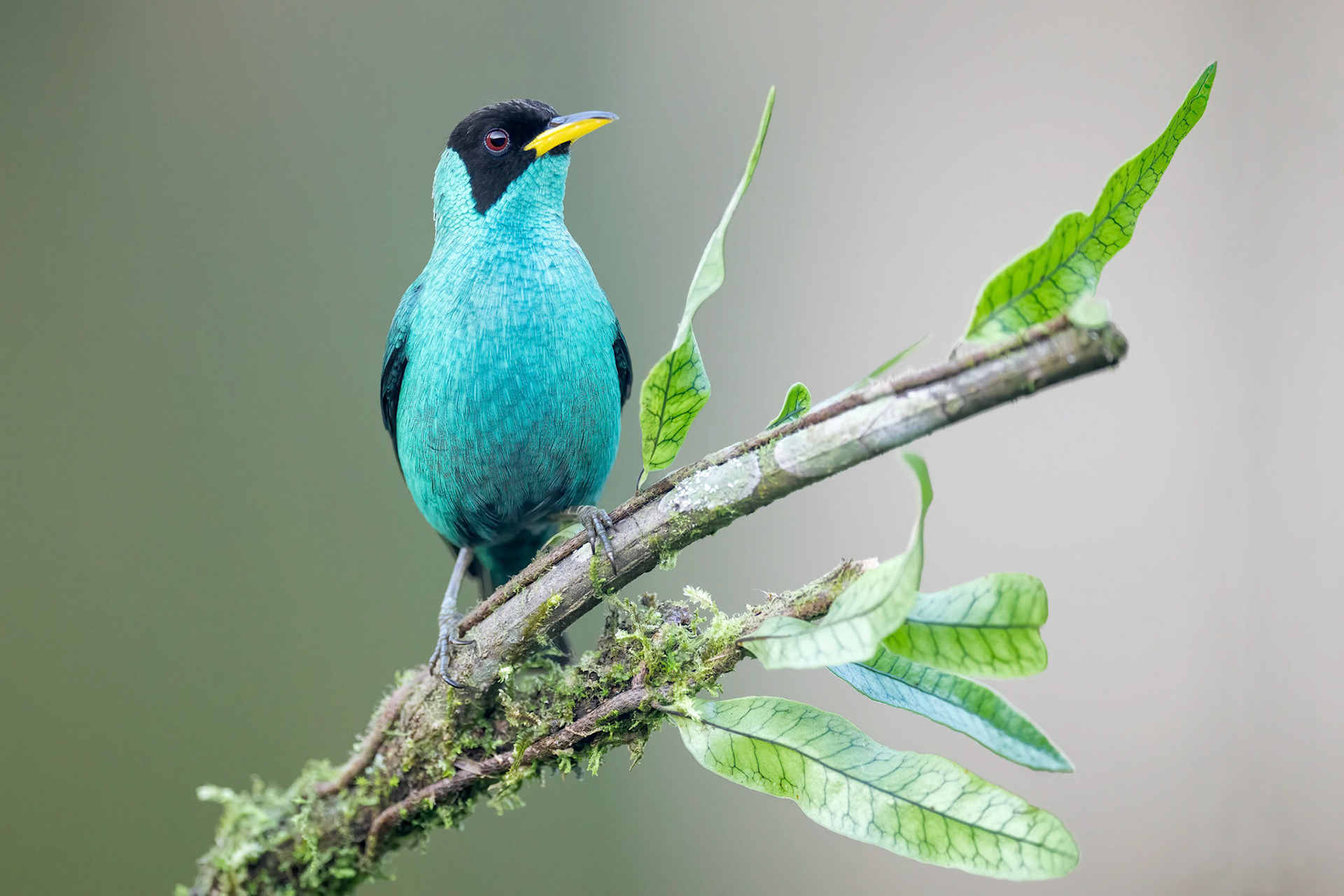 Green Honeycreeper (La Fortuna, Costa Rica)