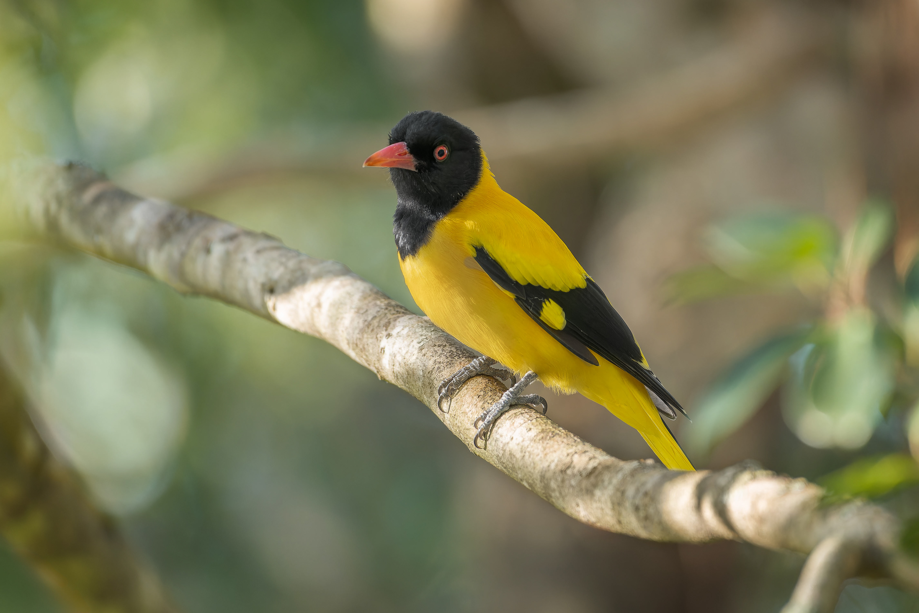 Black-hooded Oriole (Habarana, Sri Lanka)