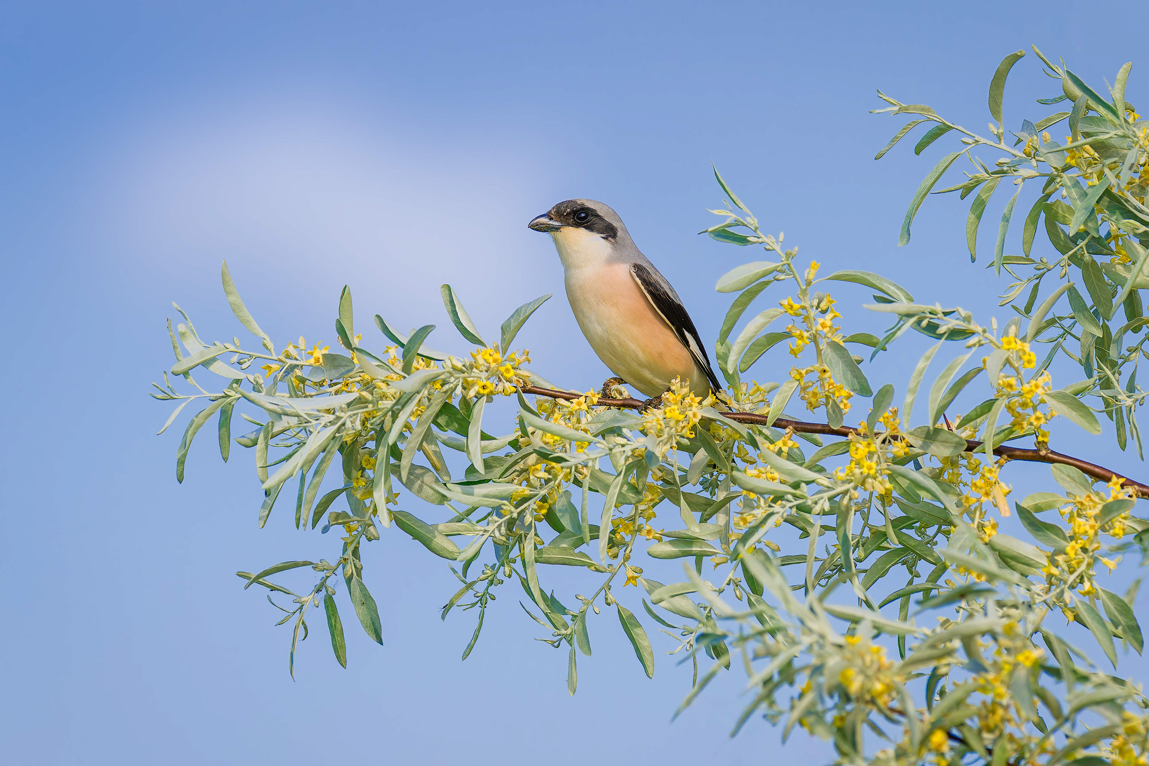 Lesser Grey Shrike (Kisujszallas, Hungary)
