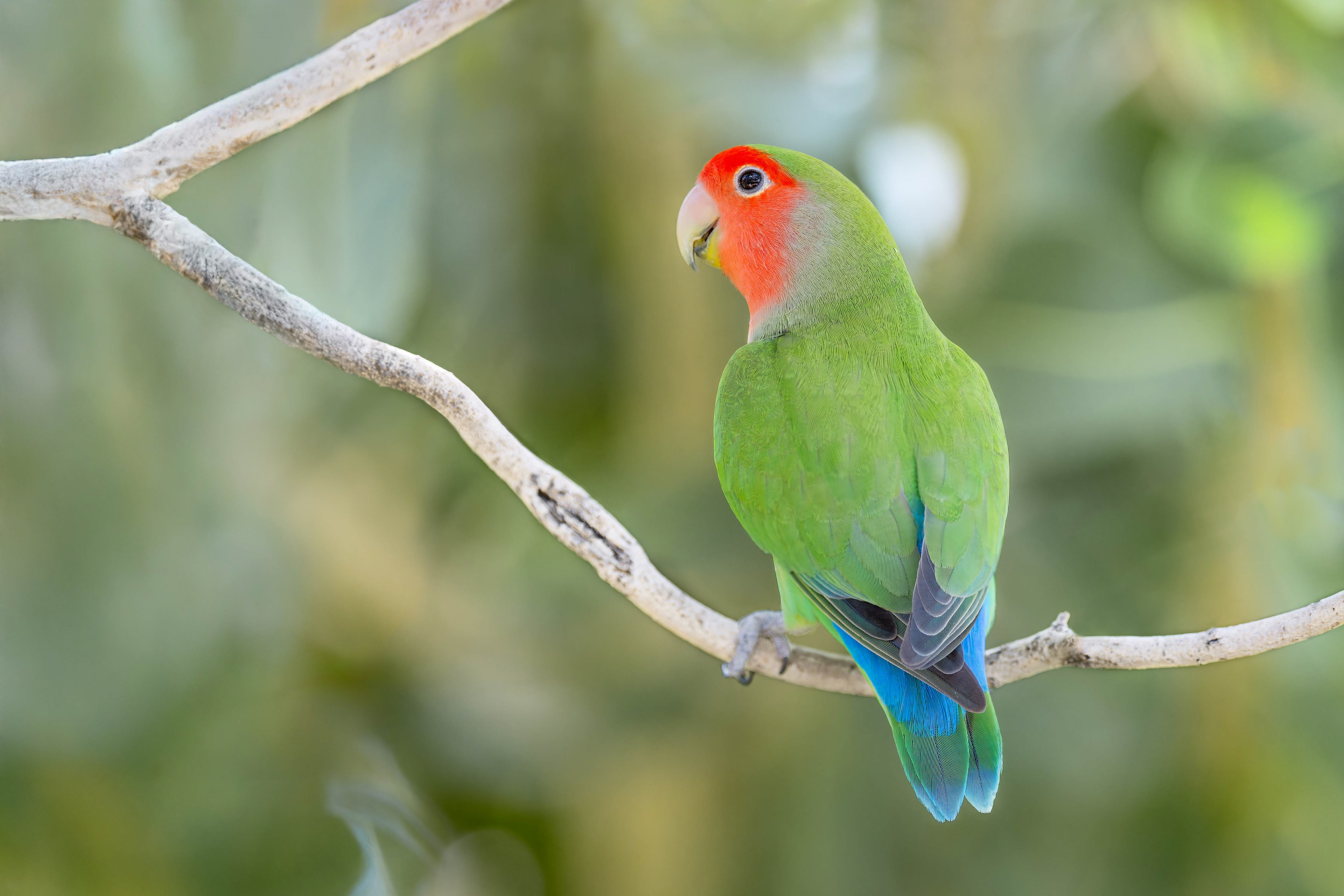 Rosy-faced Lovebird (Omaruru, Namibia)