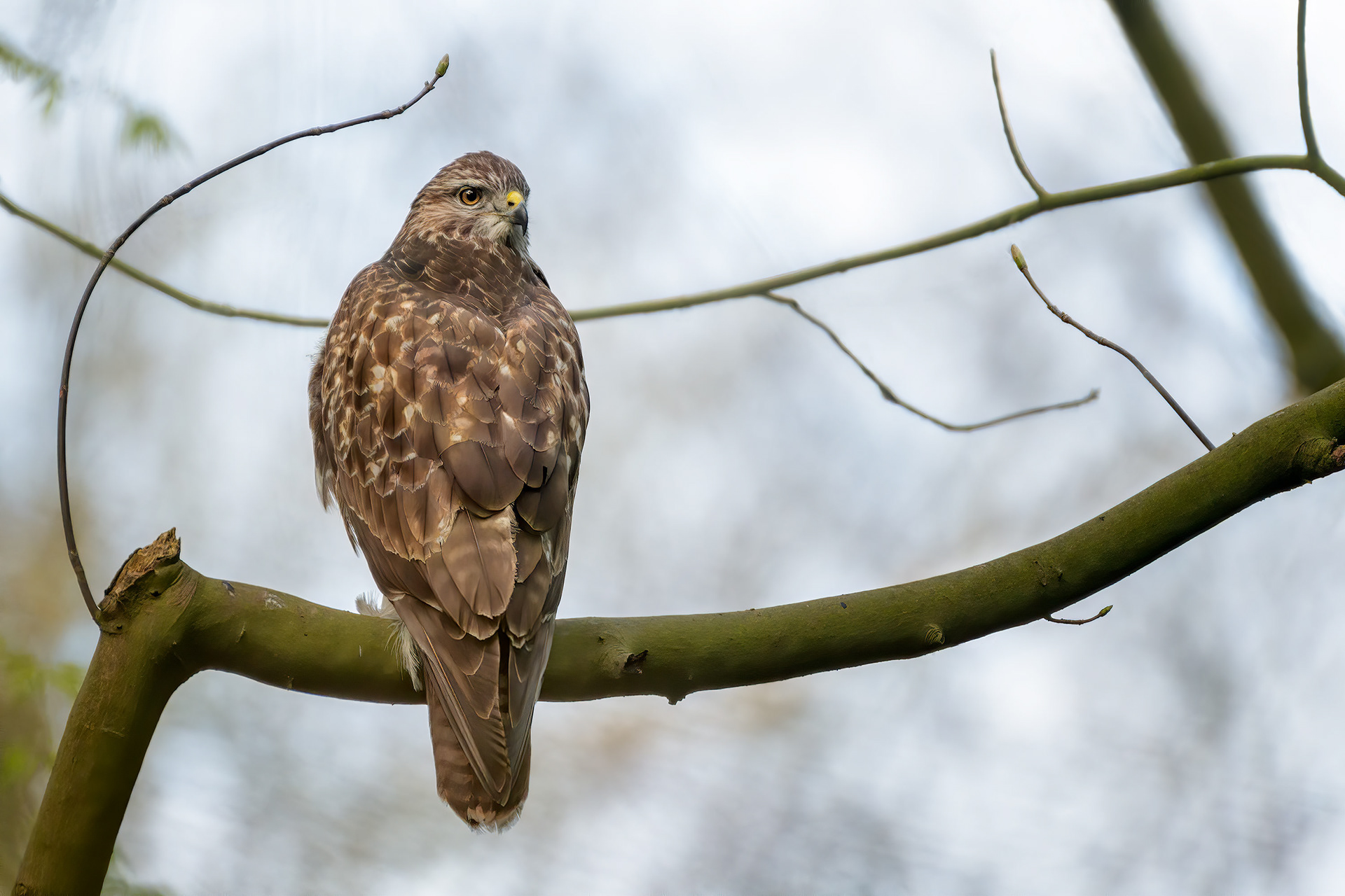 bird, common buzzard, perching