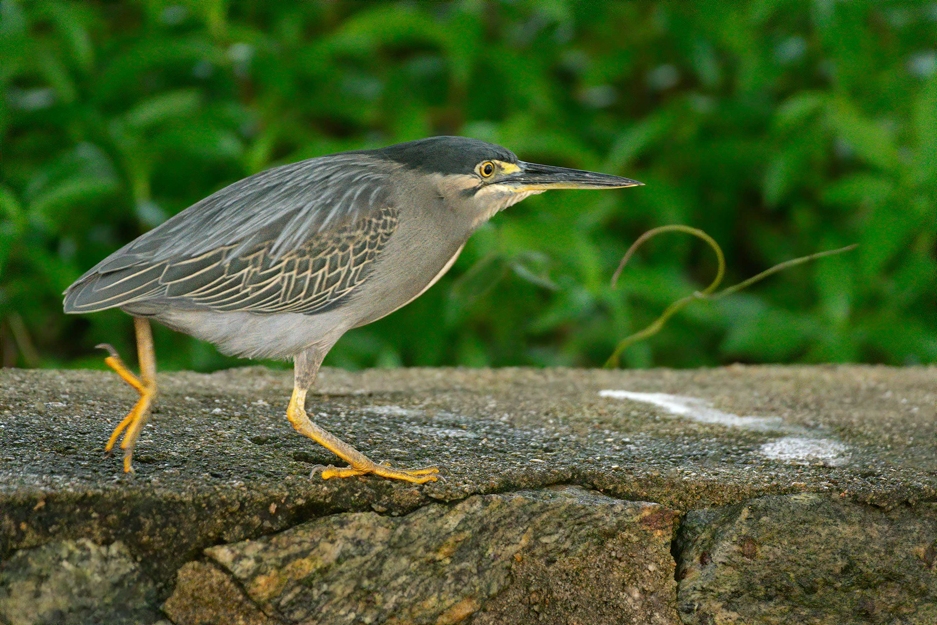 bird, little green heron, Negombo, Sri Lanka