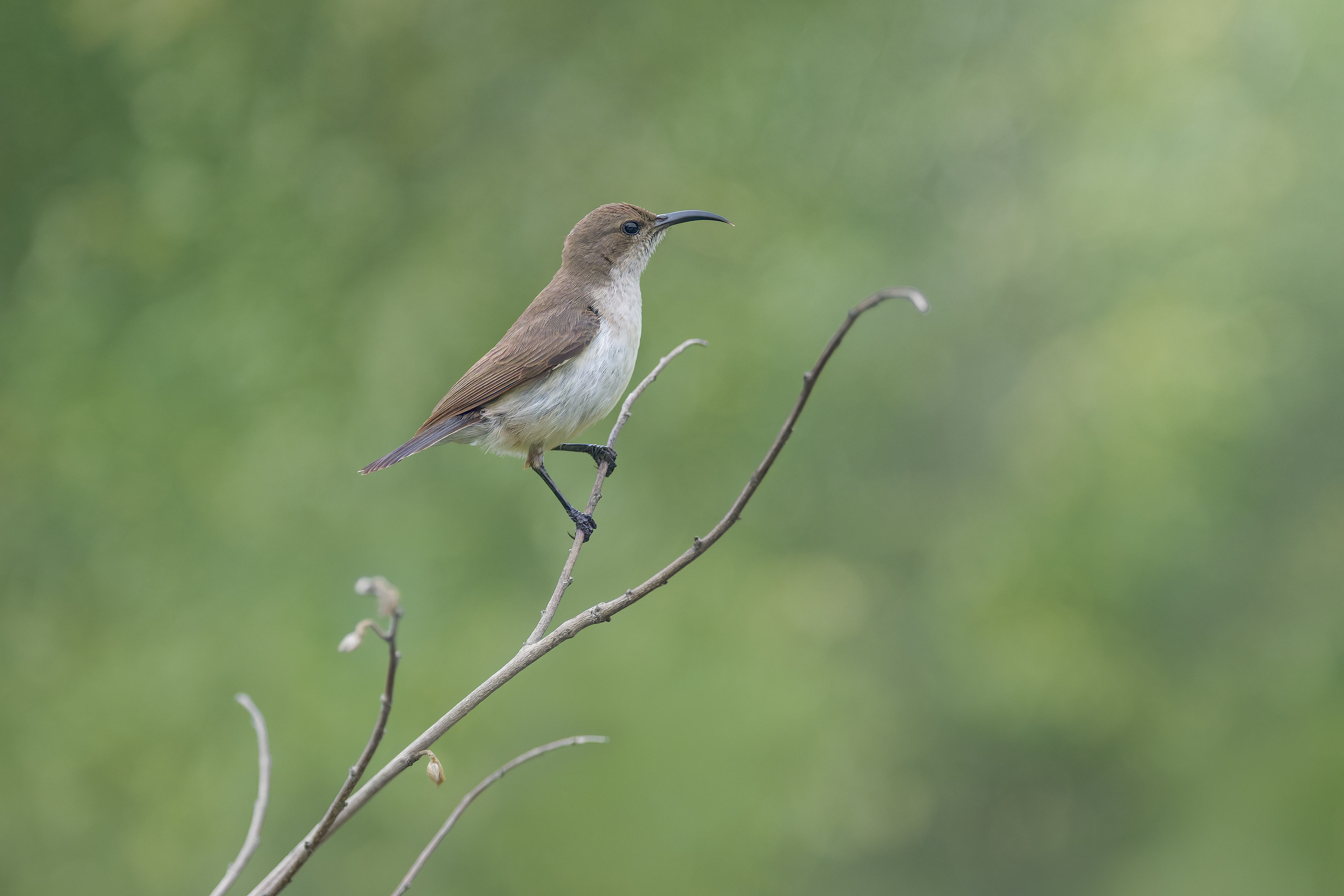 White-bellied Sunbird (Omaruru, Namibia)