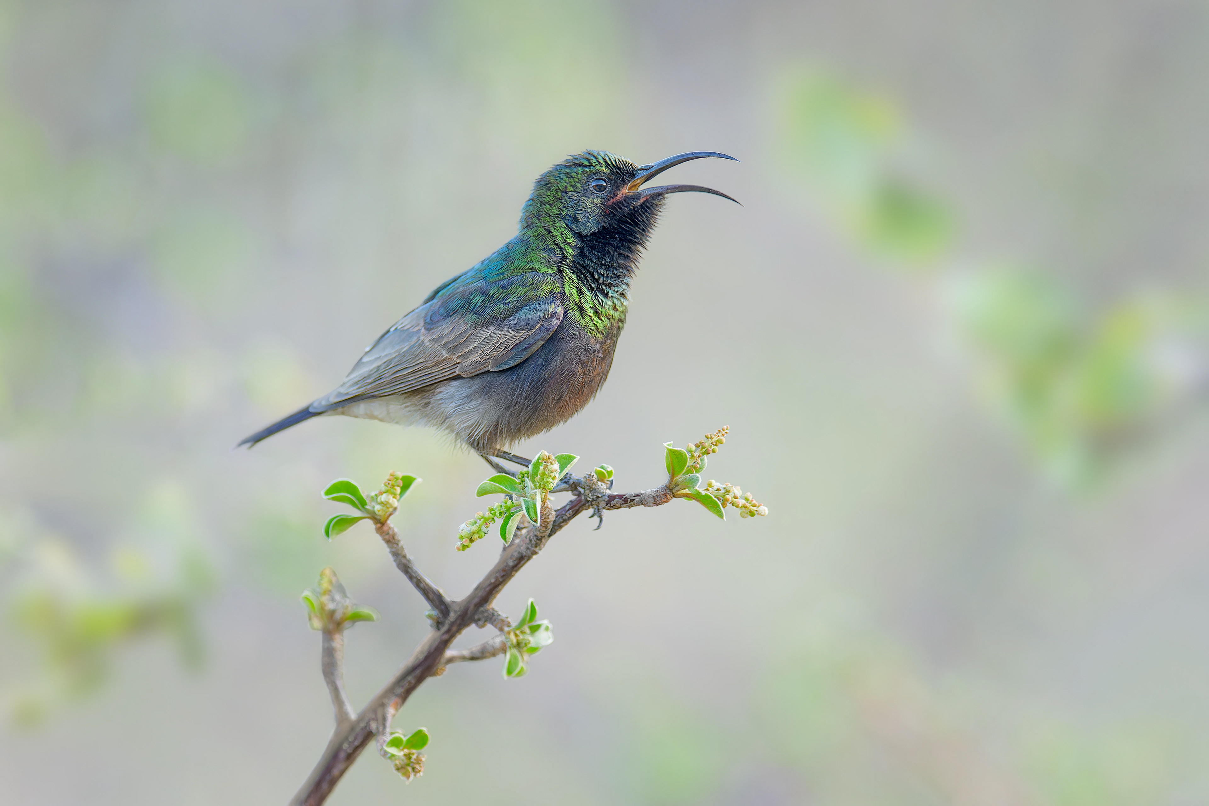 Dusky Sunbird (Omaruru, Namibia)