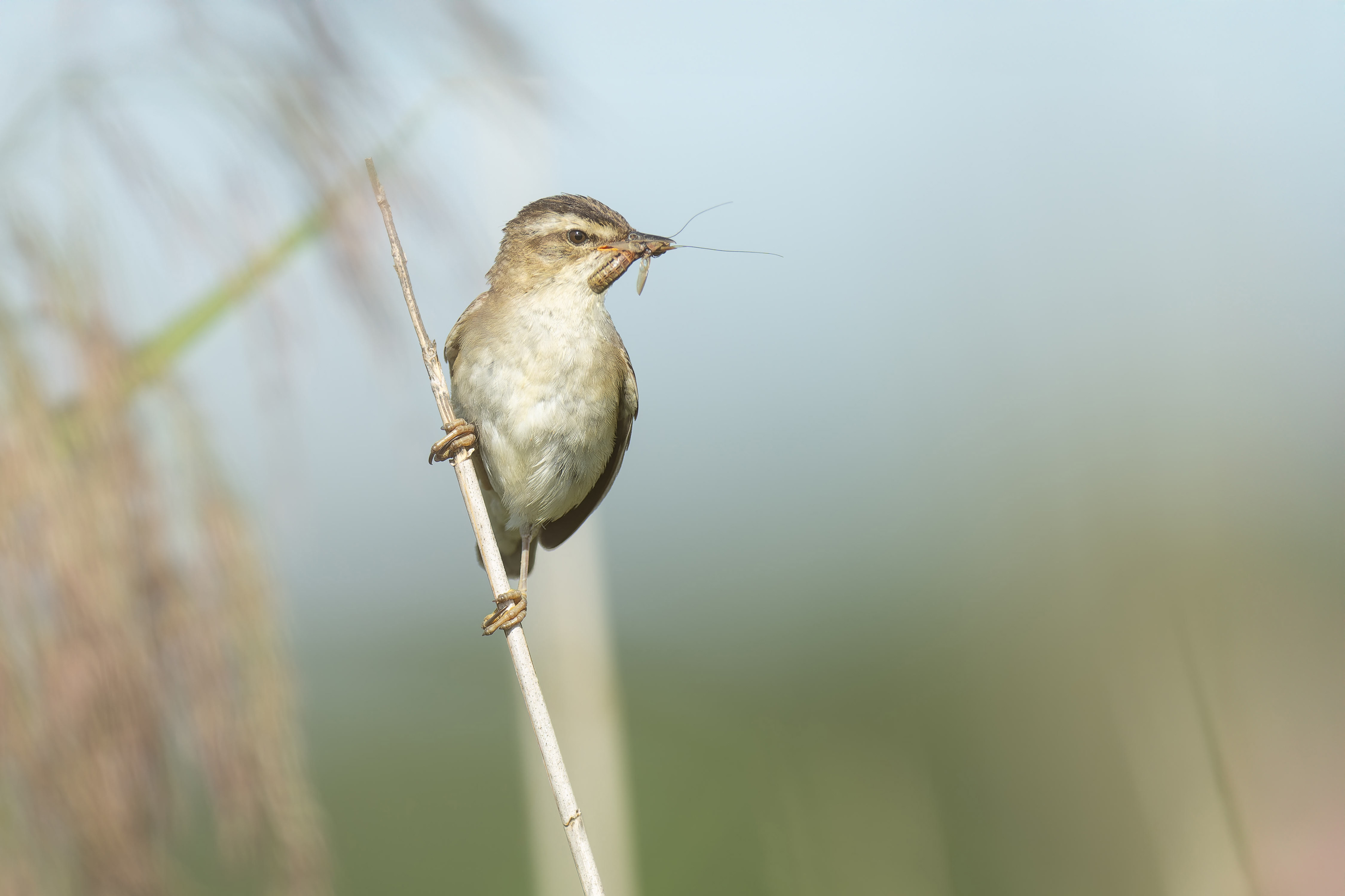 Common Reed Warbler (Raisio, Finland)
