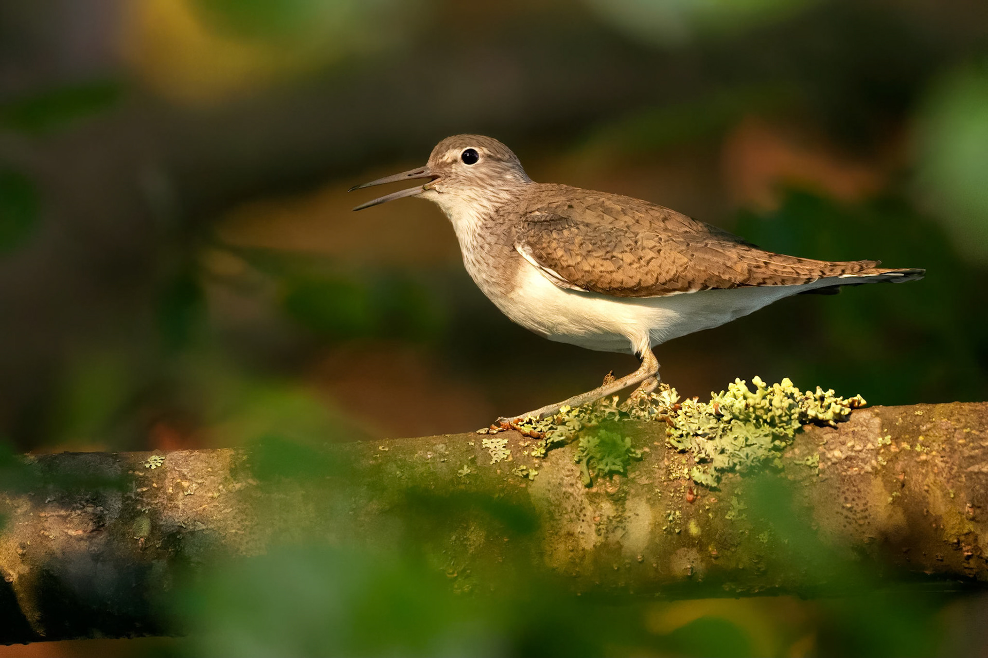 Common Sandpiper (Masku, Finland)