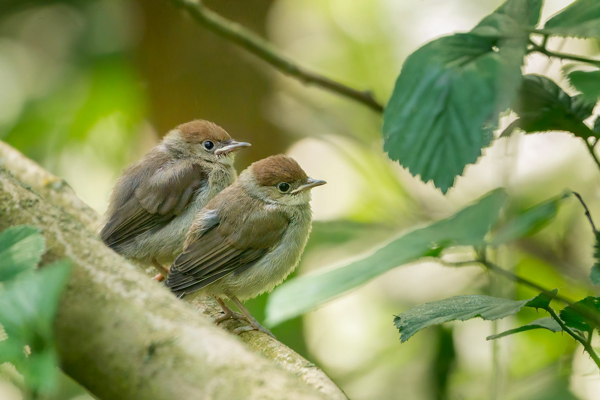bird, Eurasian blackcap, juvenile, Brussels, Belgium