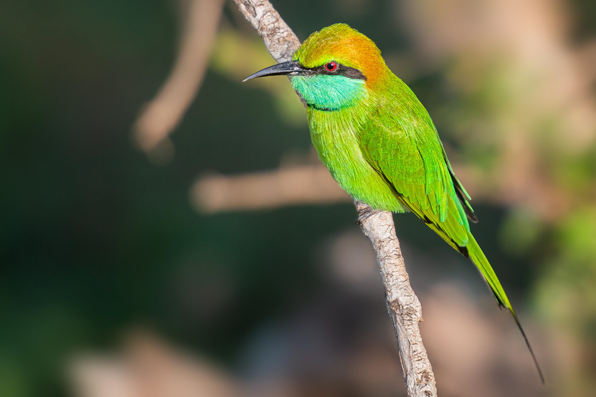 bird, little green bee-eater, Minneriya, Sri Lanka