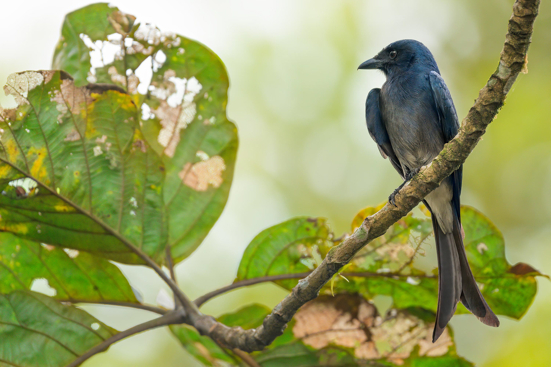 bird, white-bellied drongo, Kalawana, Sri Lanka