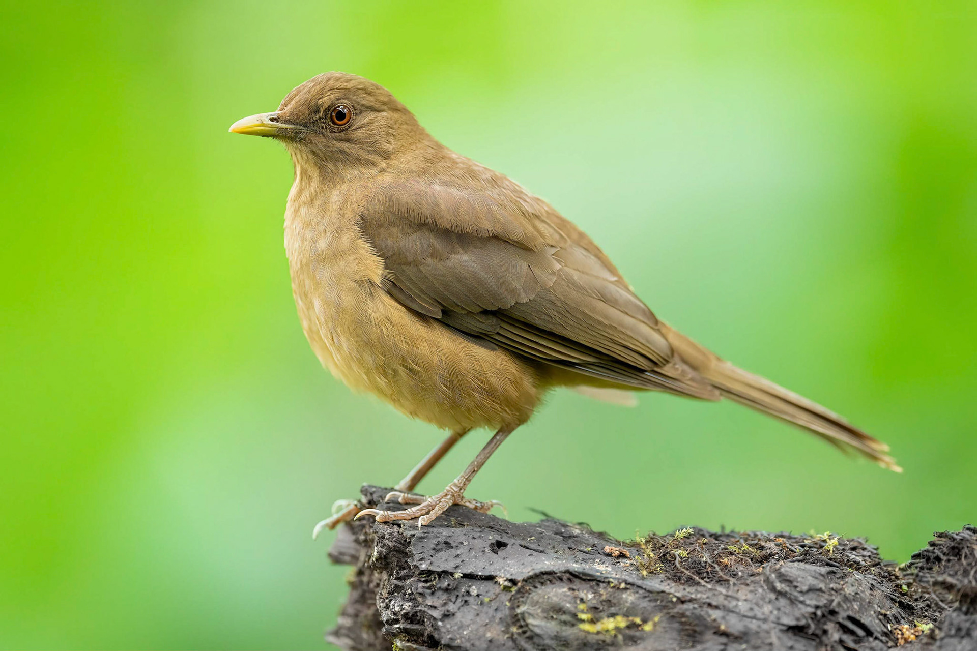 Clay-coloured Thrush (Boca Tapada, Costa Rica)