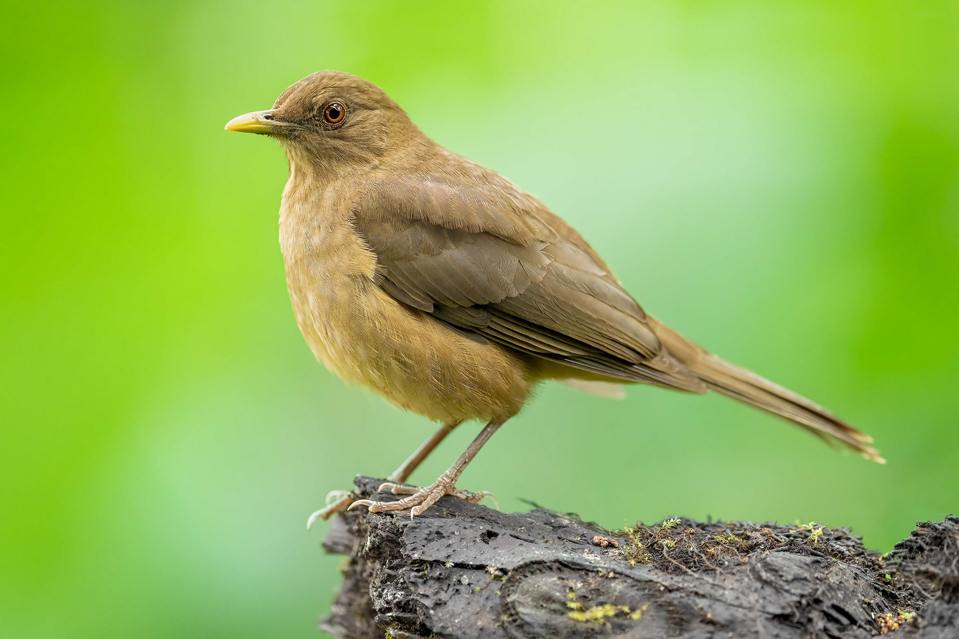 Clay-coloured thrush, San Jose, Costa Rica
