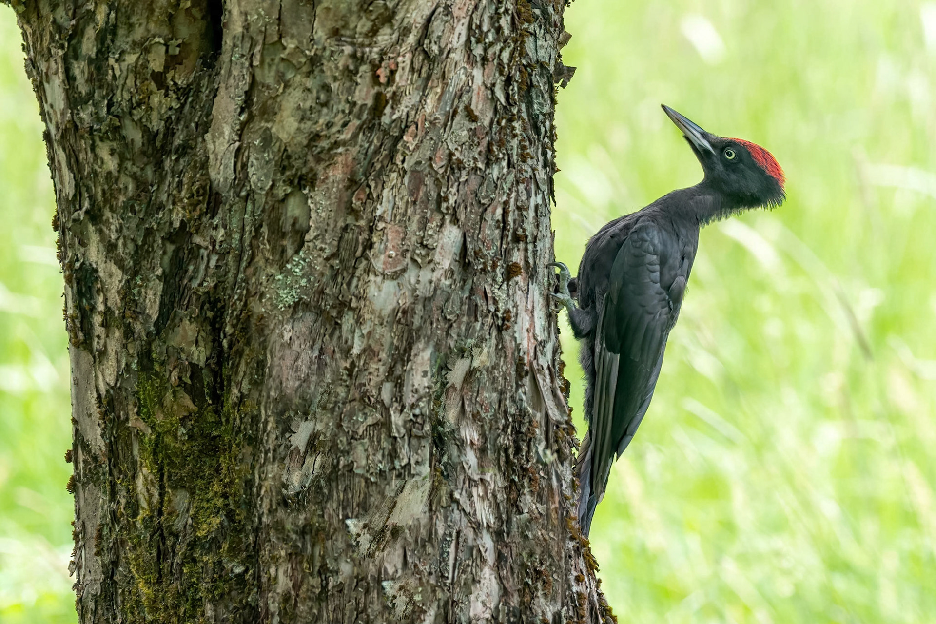 Black Woodpecker (Masku, Finland)