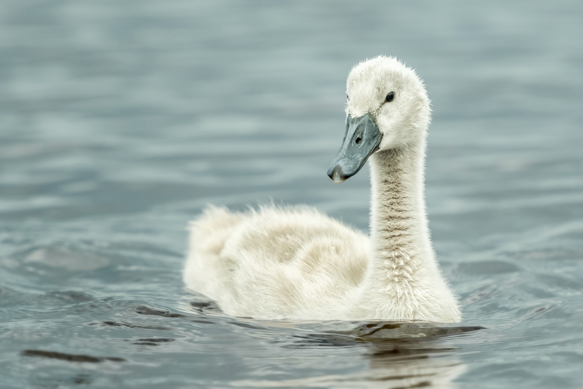 Mute Swan (Saint Valery sur Somme, France)