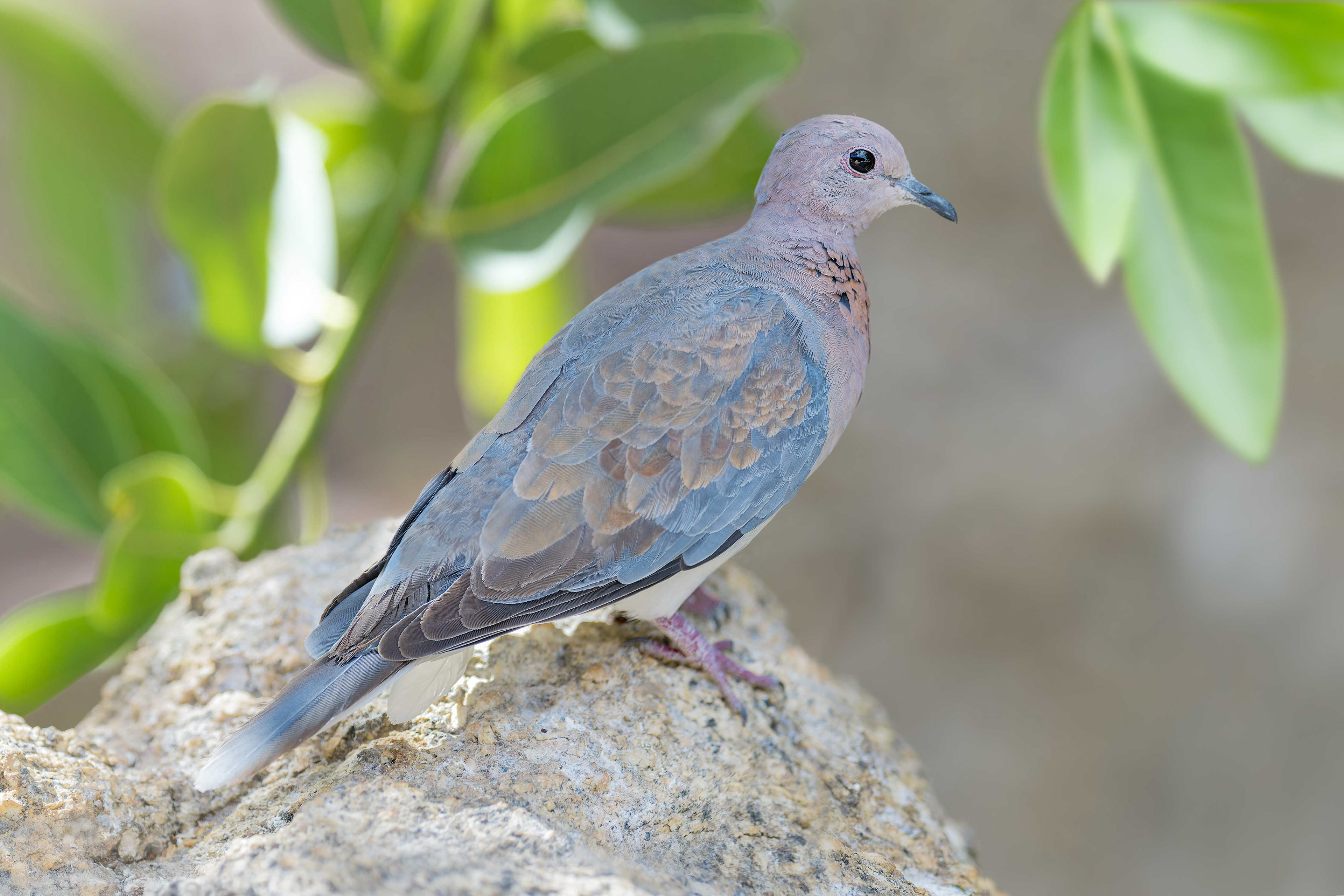 Laughing Dove (Omaruru, Namibia)