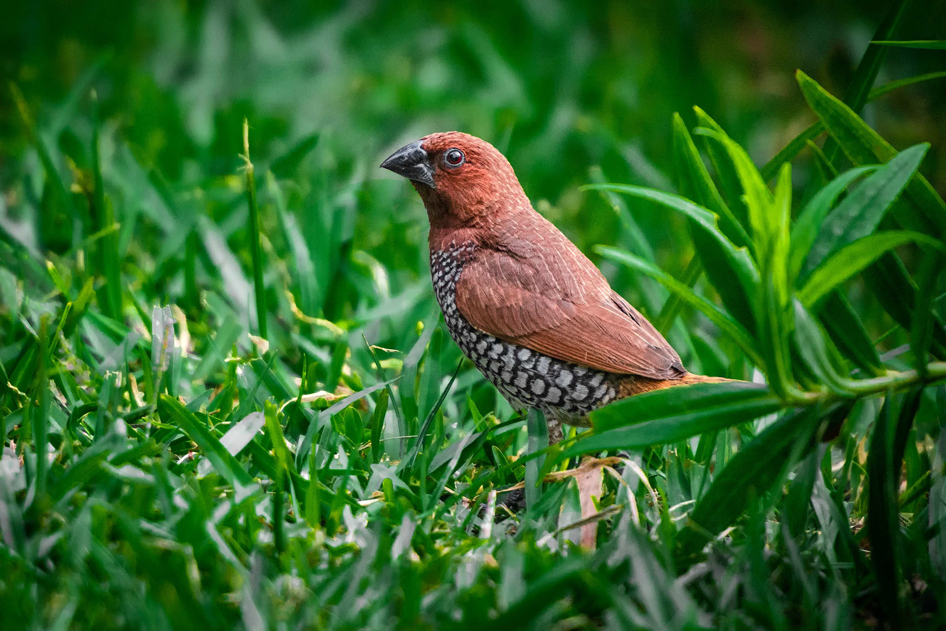 bird, scaly-breasted munia, Nuware Eliya, Sri Lanka