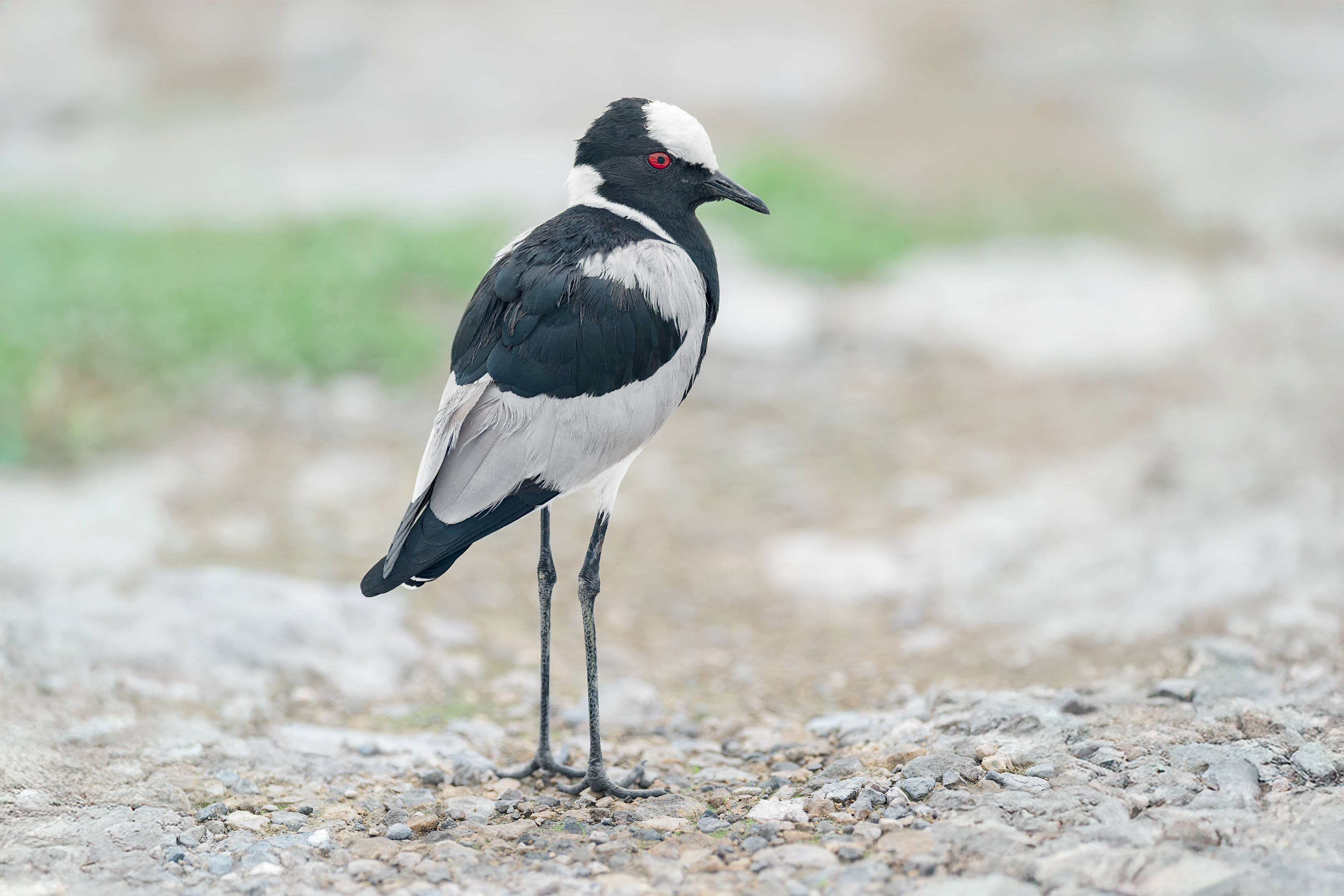 Blacksmith Lapwing (Etosha, Namibia)