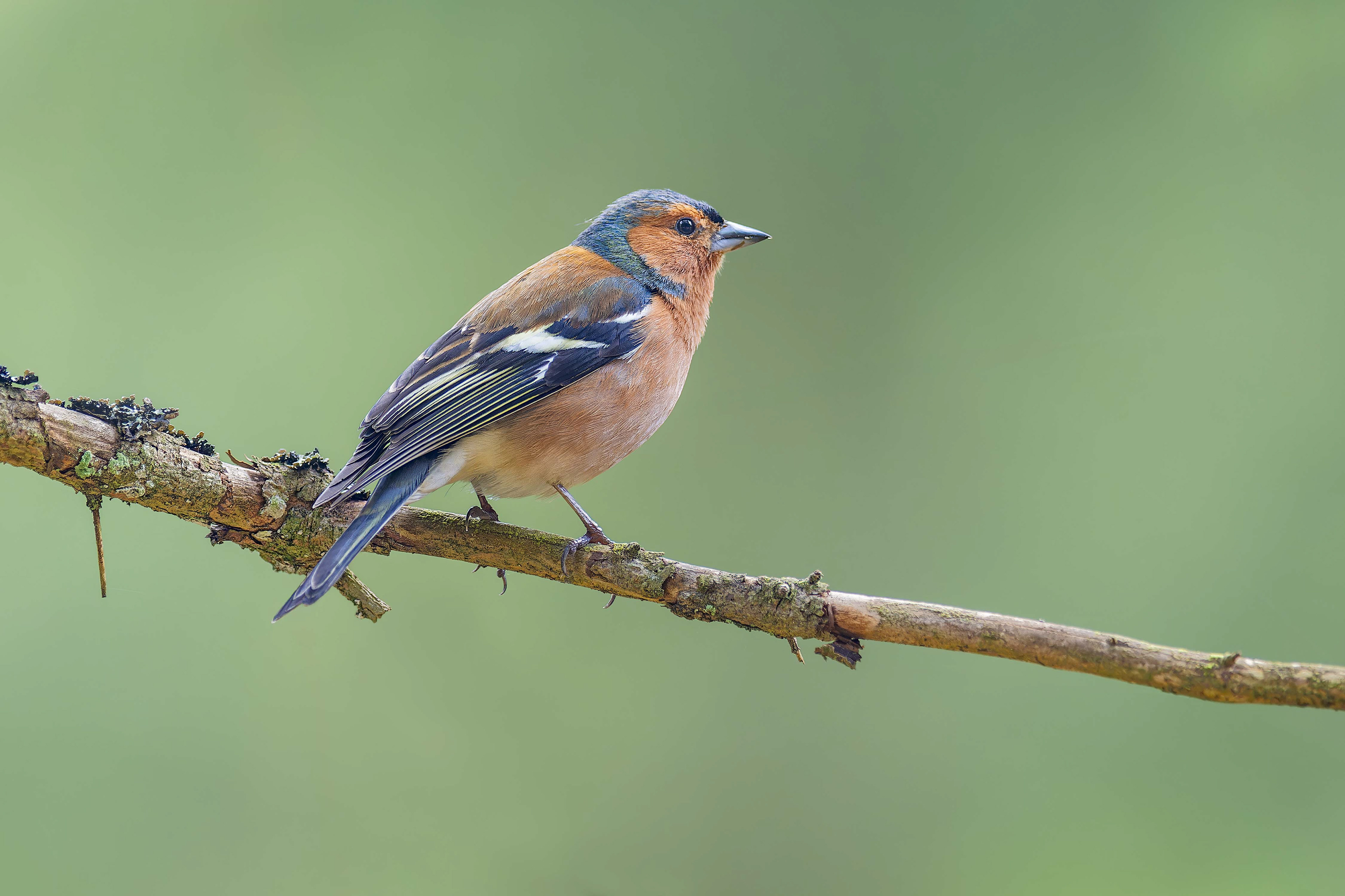 Common Chaffinch (Kasperske Hory, Czech Republic)