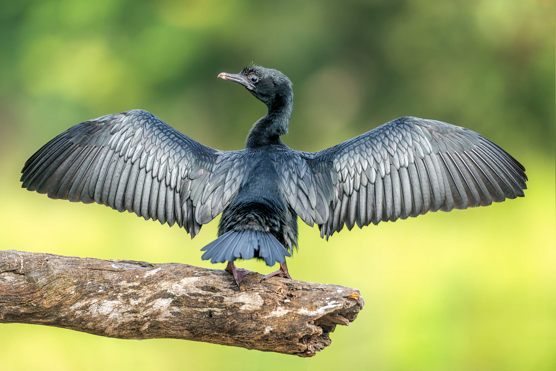 bird, little cormorant, perching, sri lanka