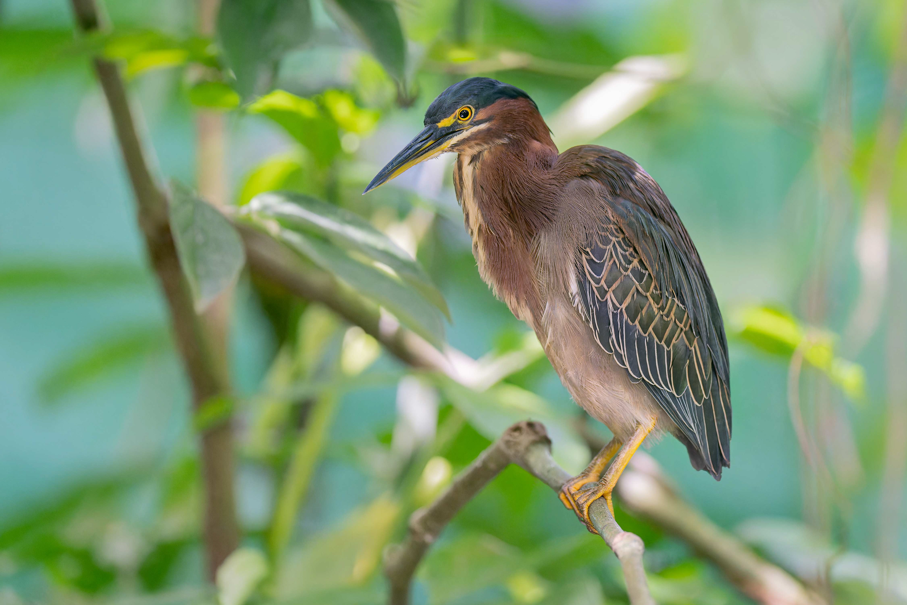 Green Heron (La Fortuna, Costa Rica)