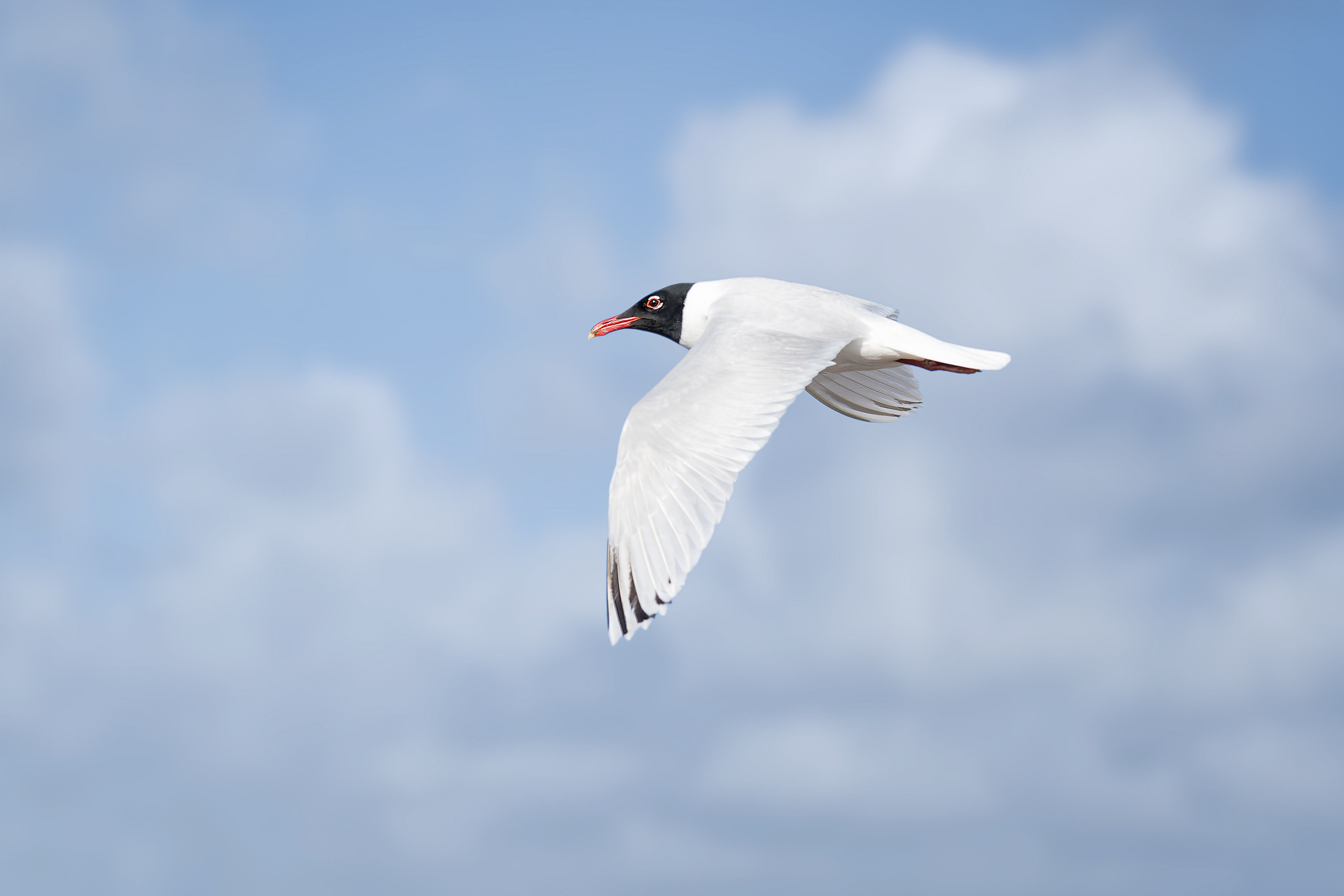 Mediterranean Gull (Kiskunsag, Hungary)