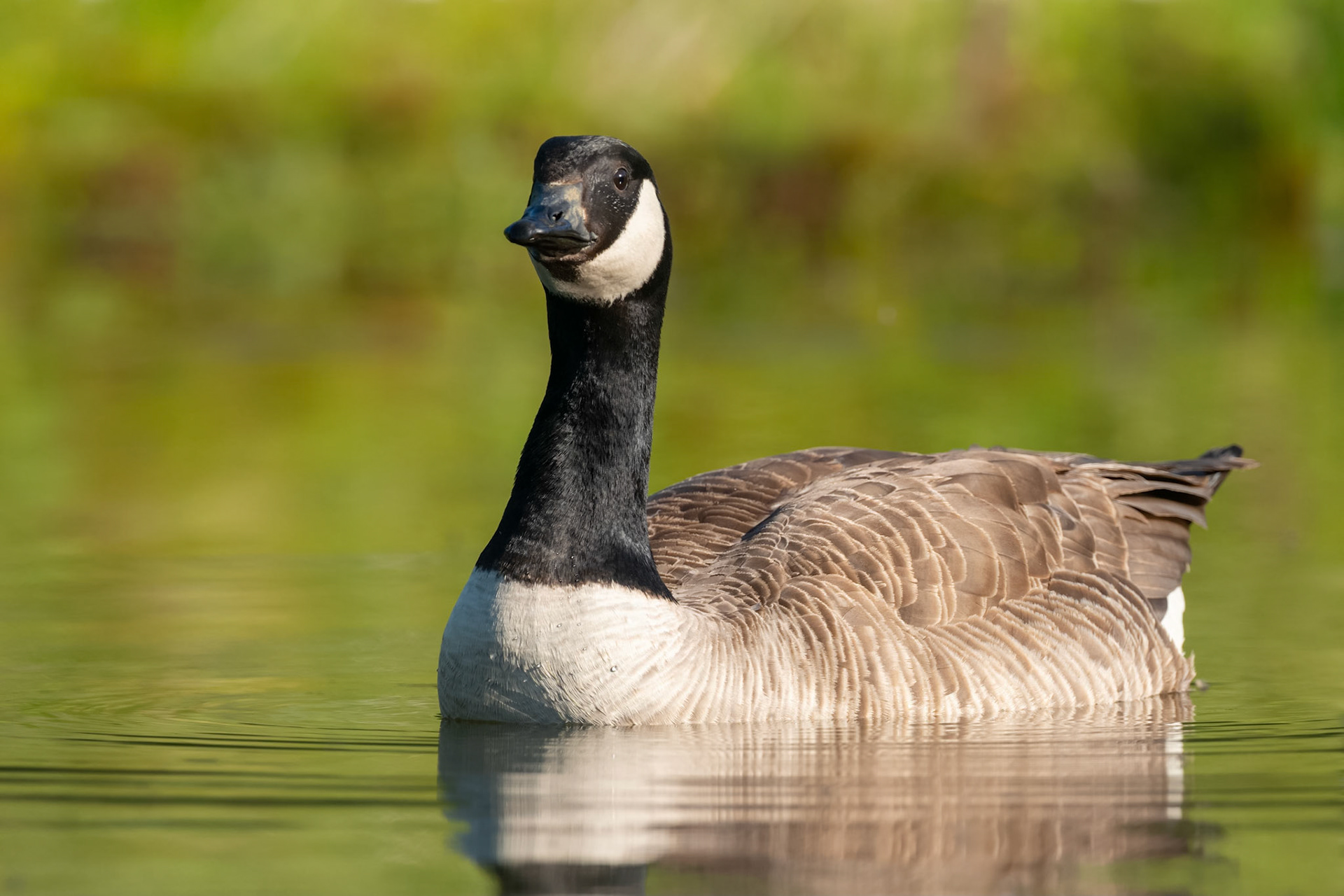 Canada Goose (Raisio, Finland)