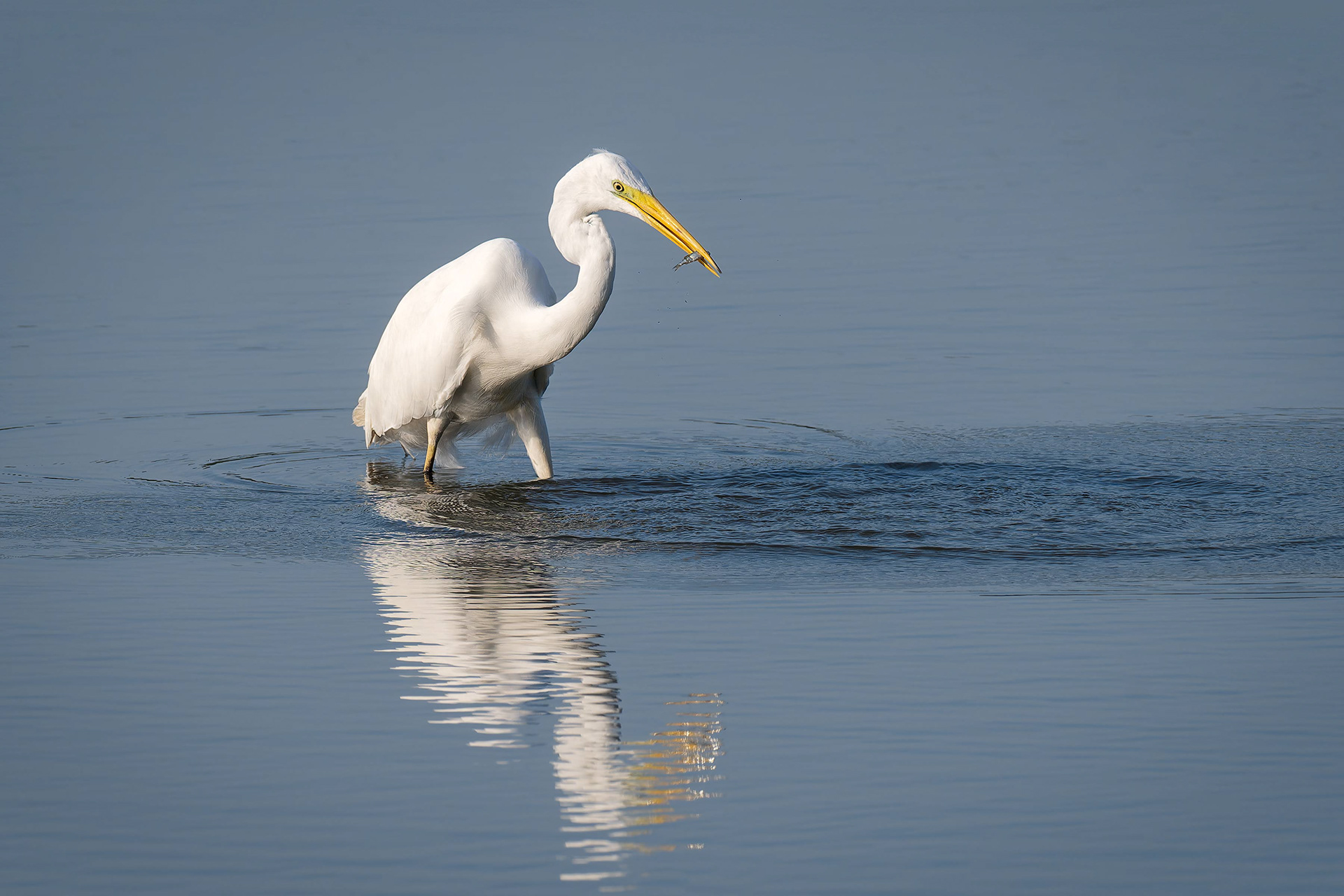 Great Egret (Uitkerkse Polders, Belgium) 