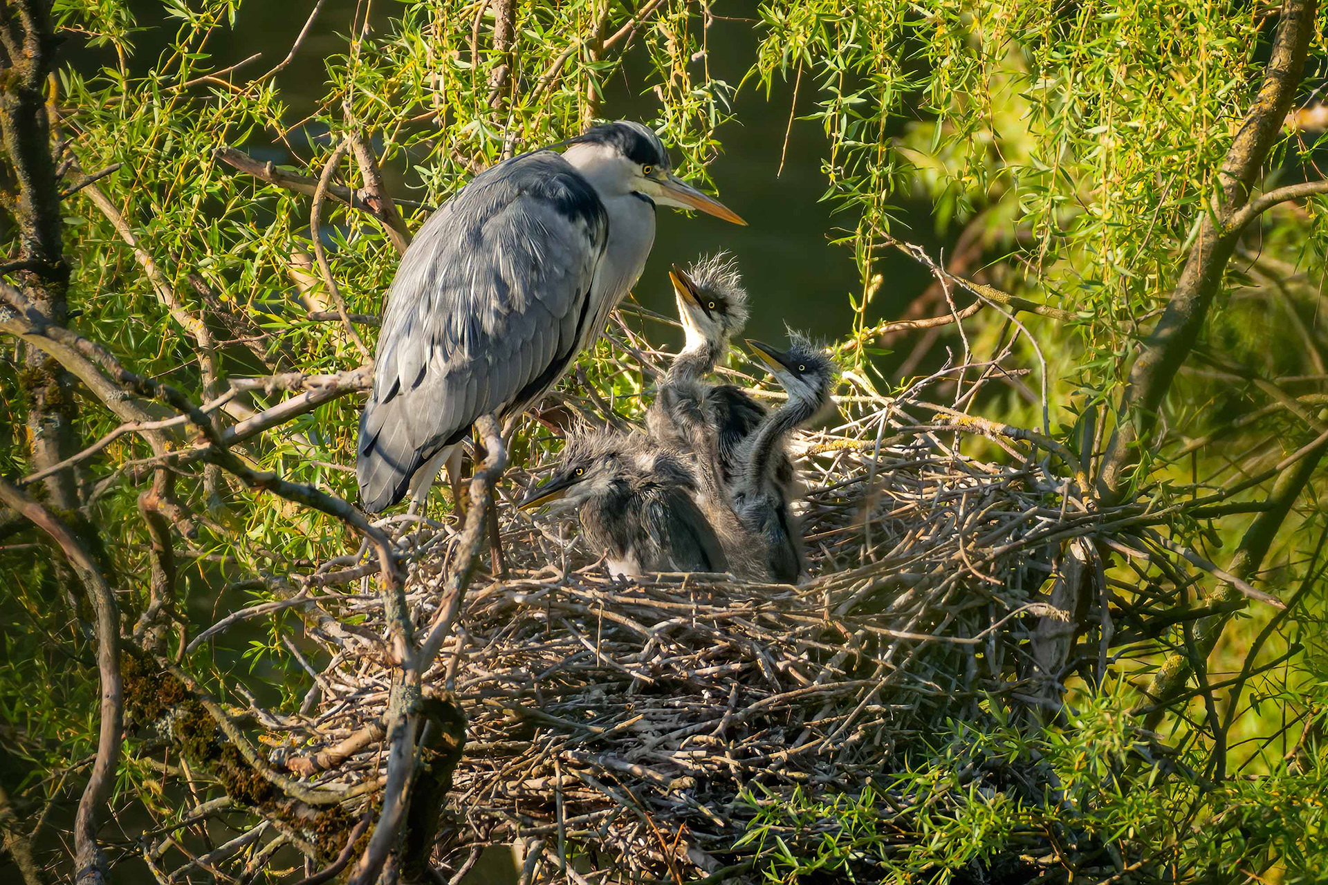 bird, grey heron, nesting, feeding, grey heron chicks, Brussels, Belgium