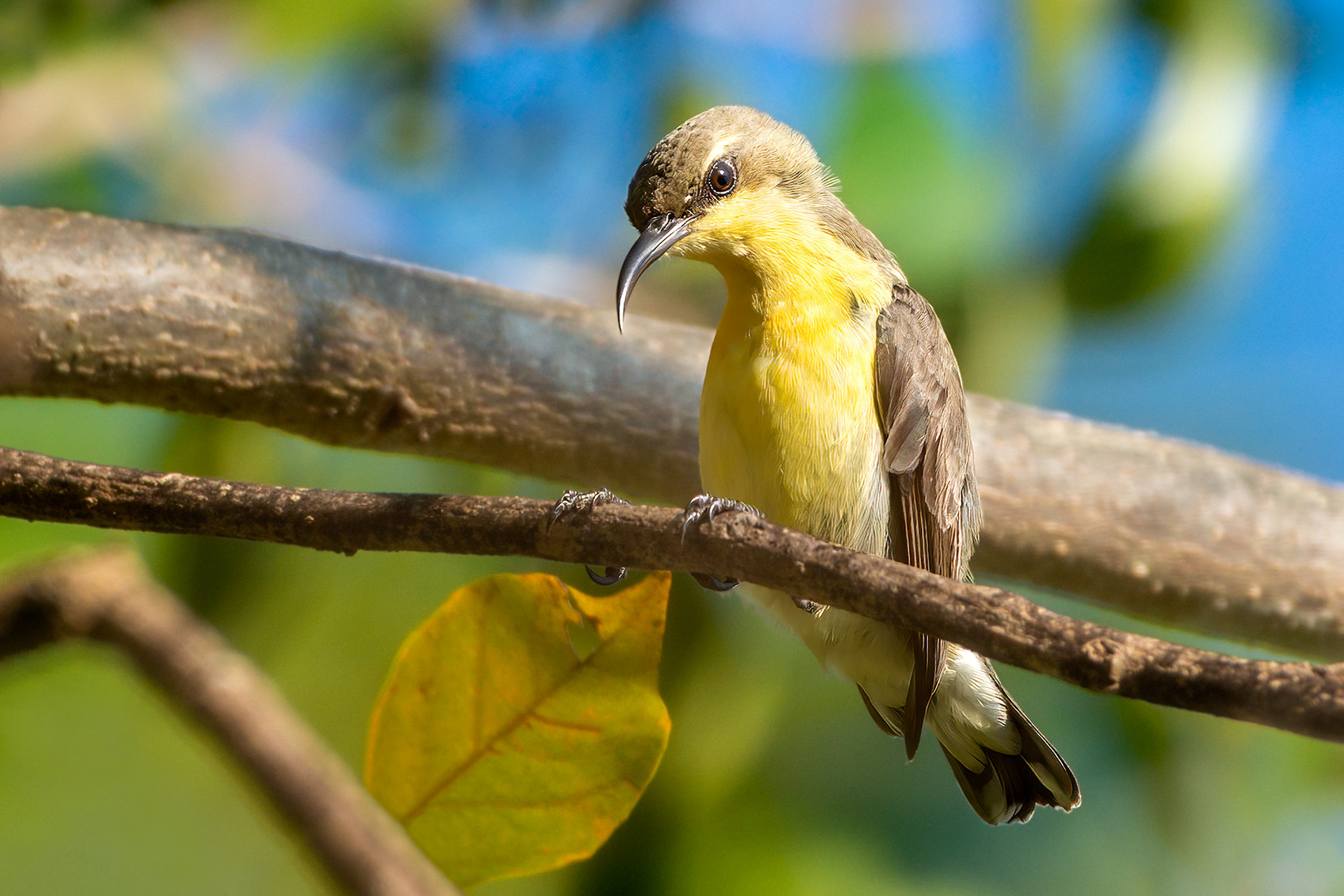 bird, female, purple-rumped sunbird, Habarana, Sri Lanka