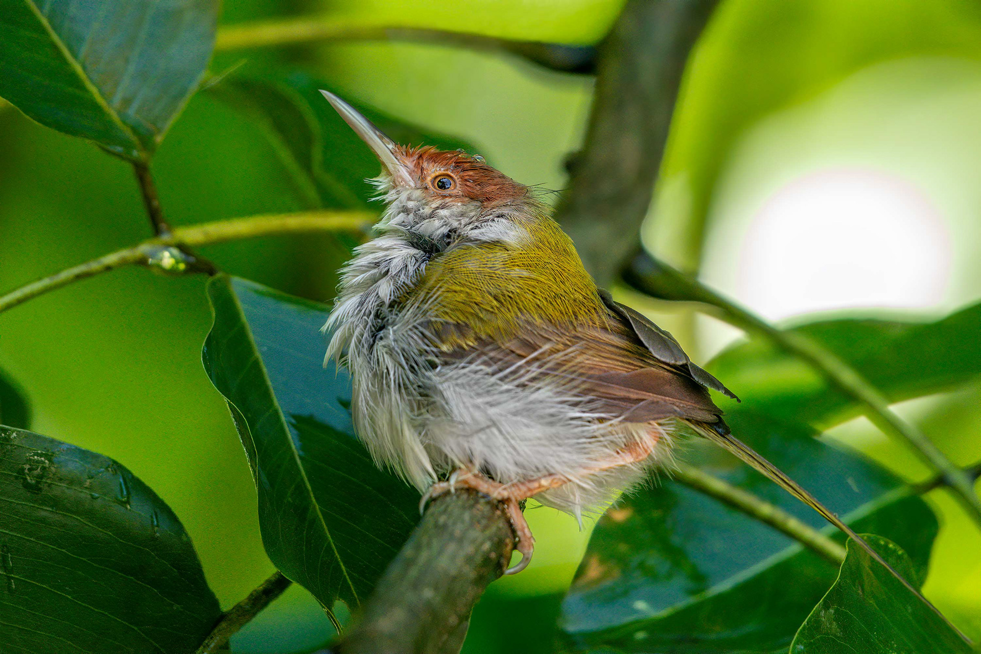 bird, common tailorbird, Udawalawa, Sri Lanka