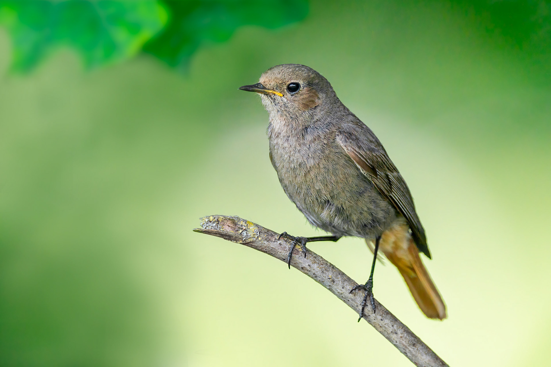 bird, common redstart, female, Nivelles, Belgium