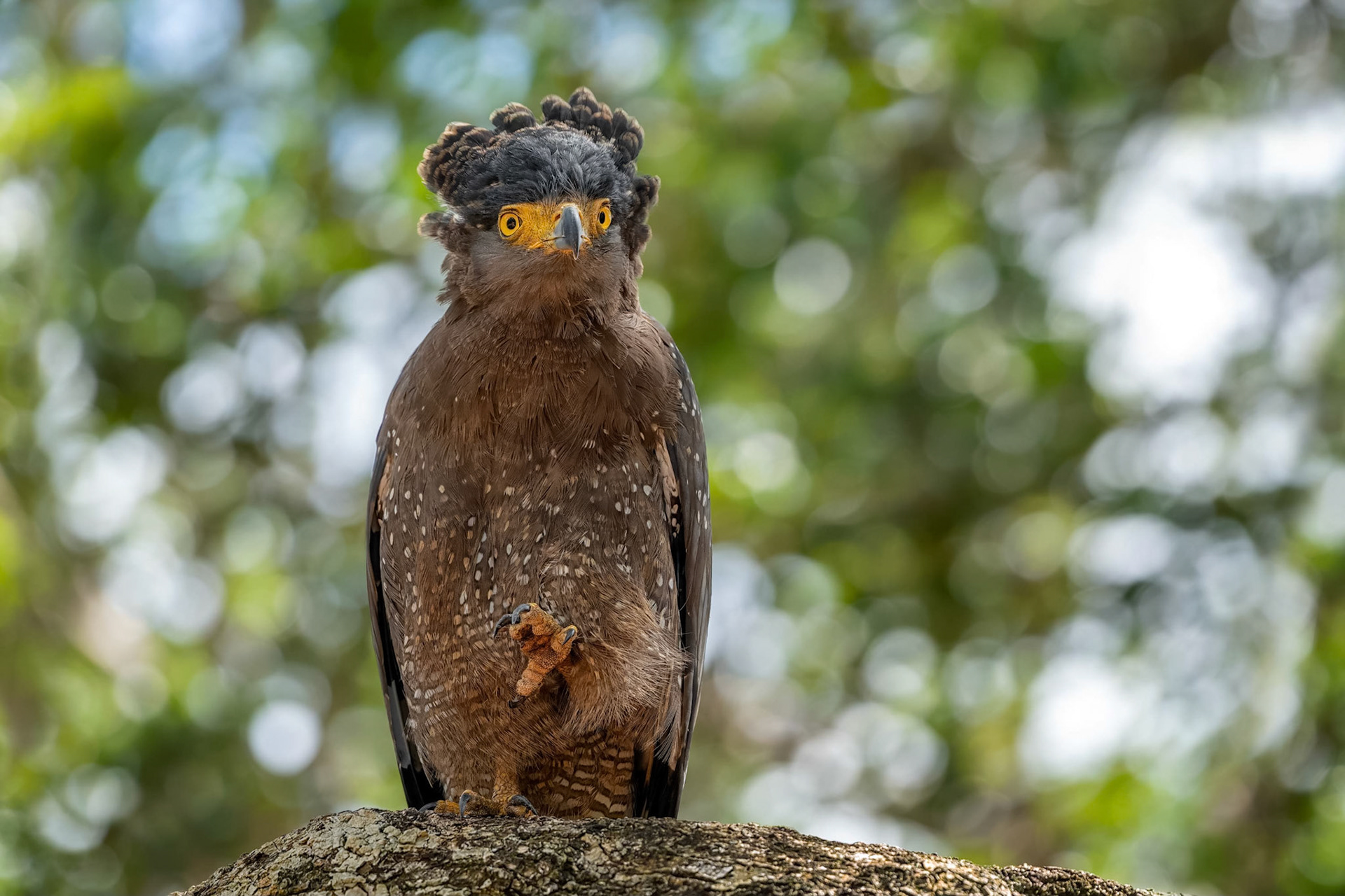 Crested Serpent Eagle (Udawalawa, Sri Lanka)