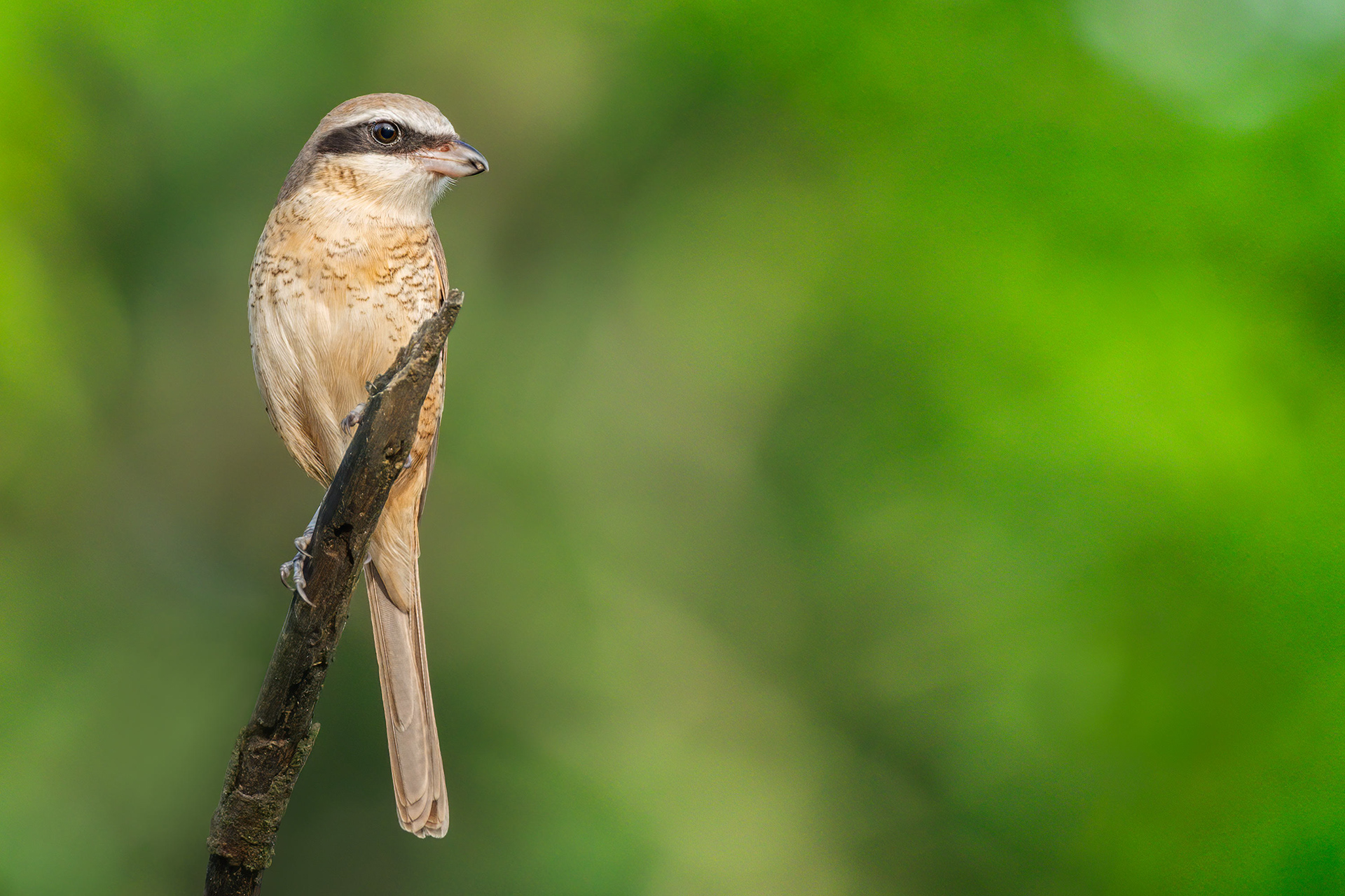 bird, brown shrike, Habarana, Sri Lanka