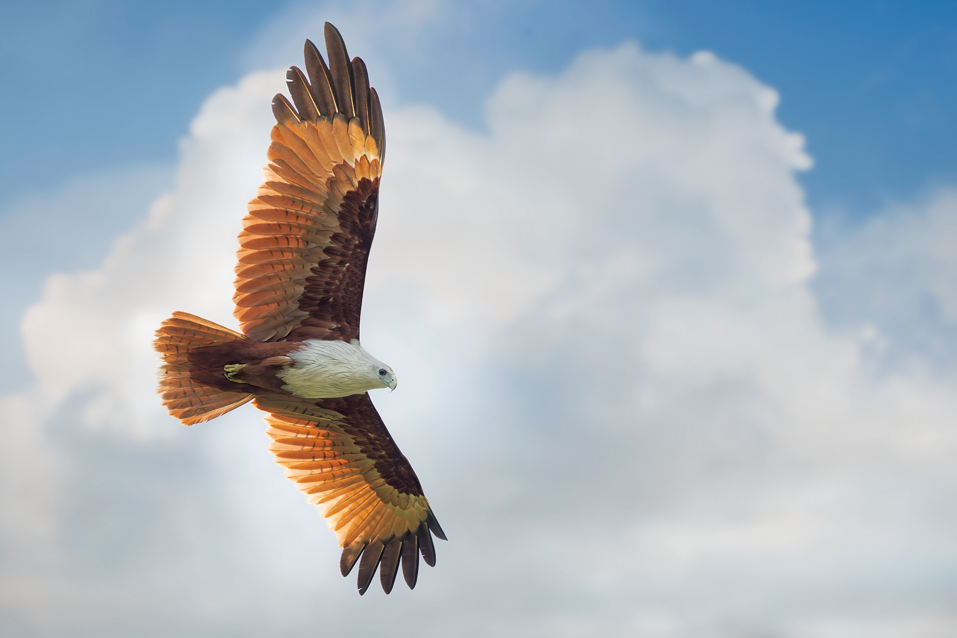 bird, brahminy kite, Tissa, Sri Lanka