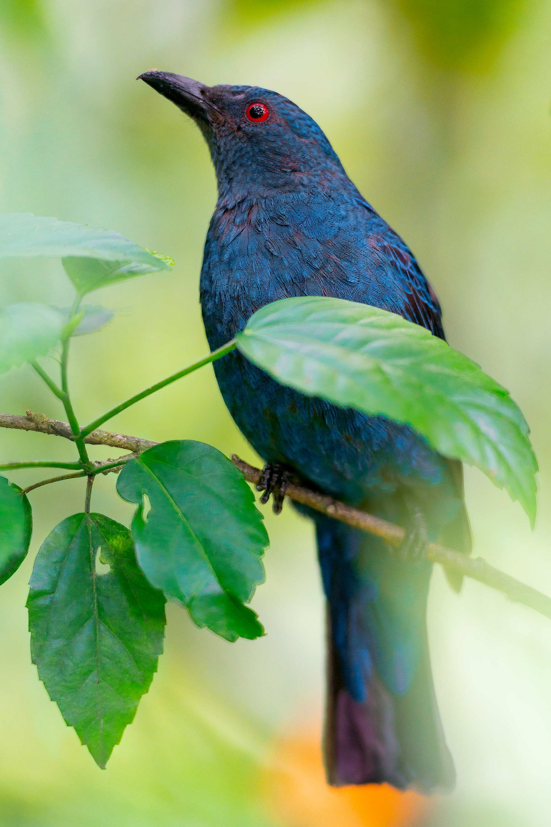 bird, Asian fairy bluebird, Kuala Lumpur, Malaysia