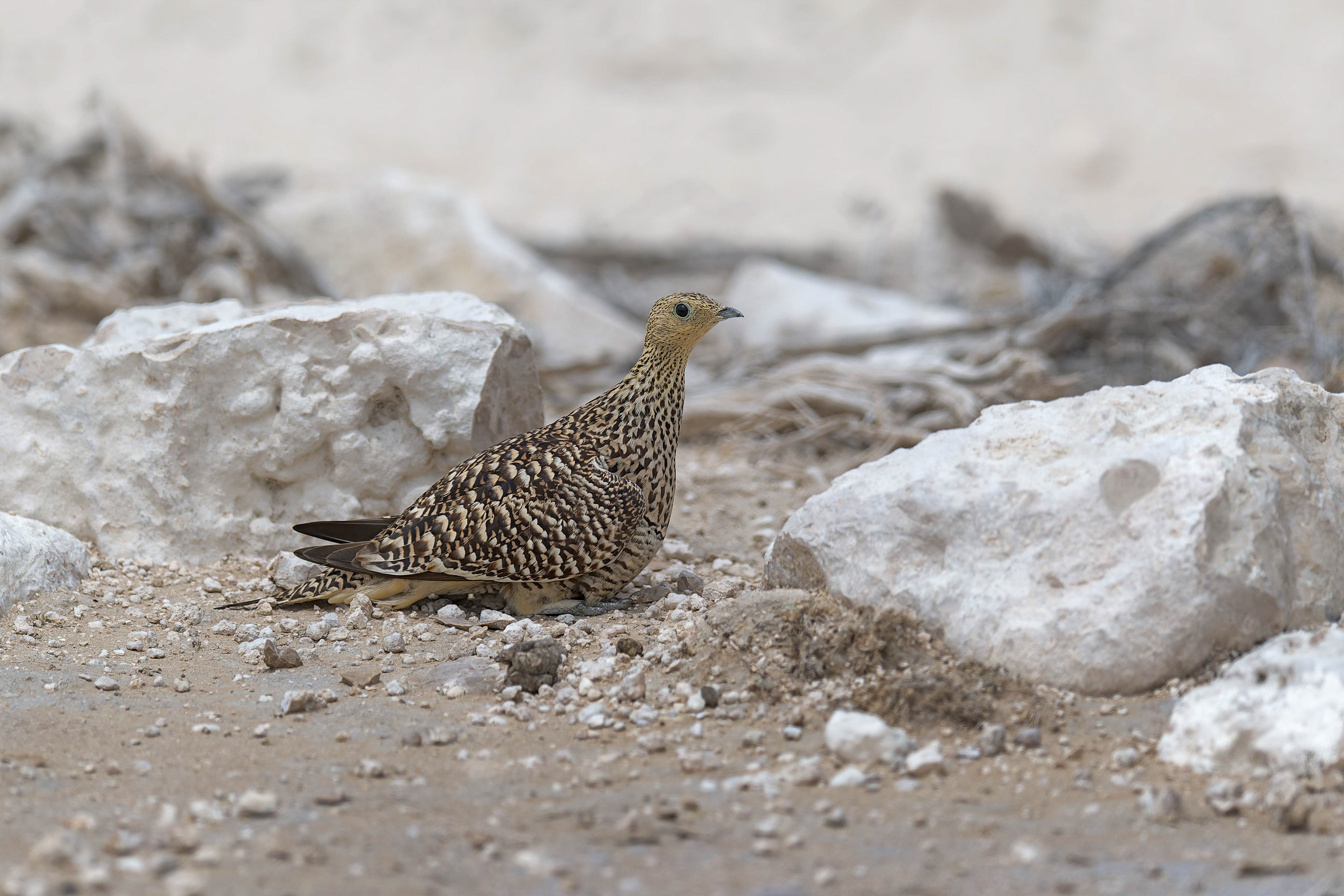 Namaqua Sandgrouse (Etosha, Namibia)