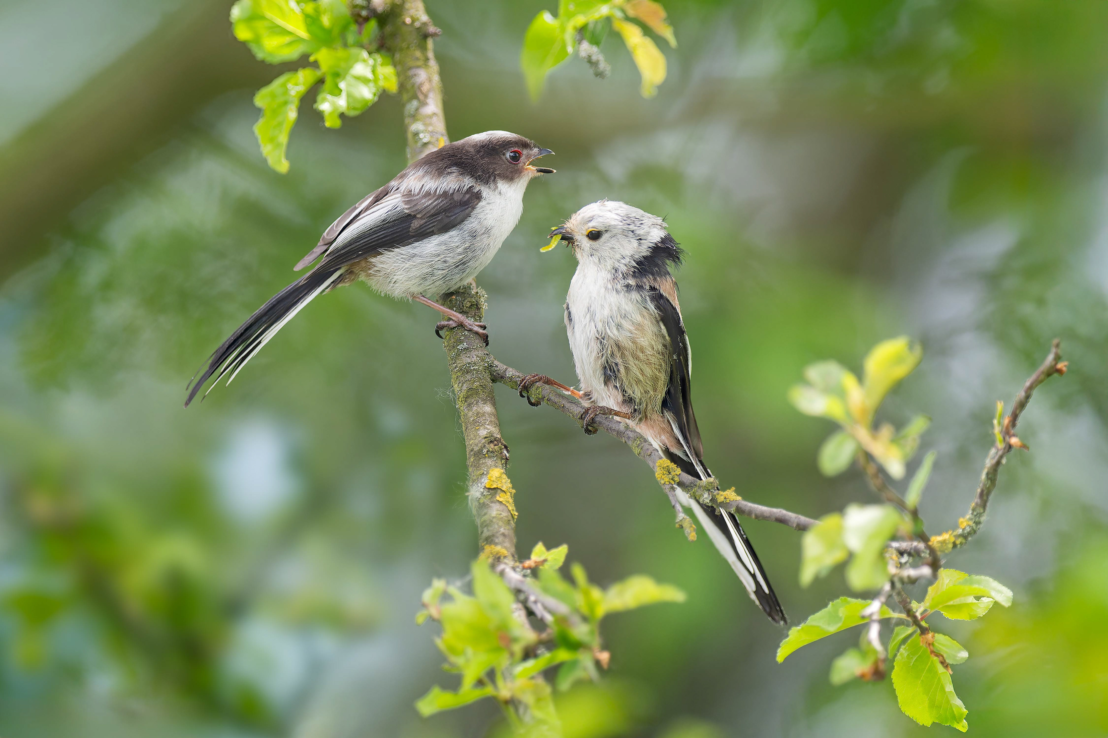 Long-tailed Tit (Olomouc, Czech Republic)