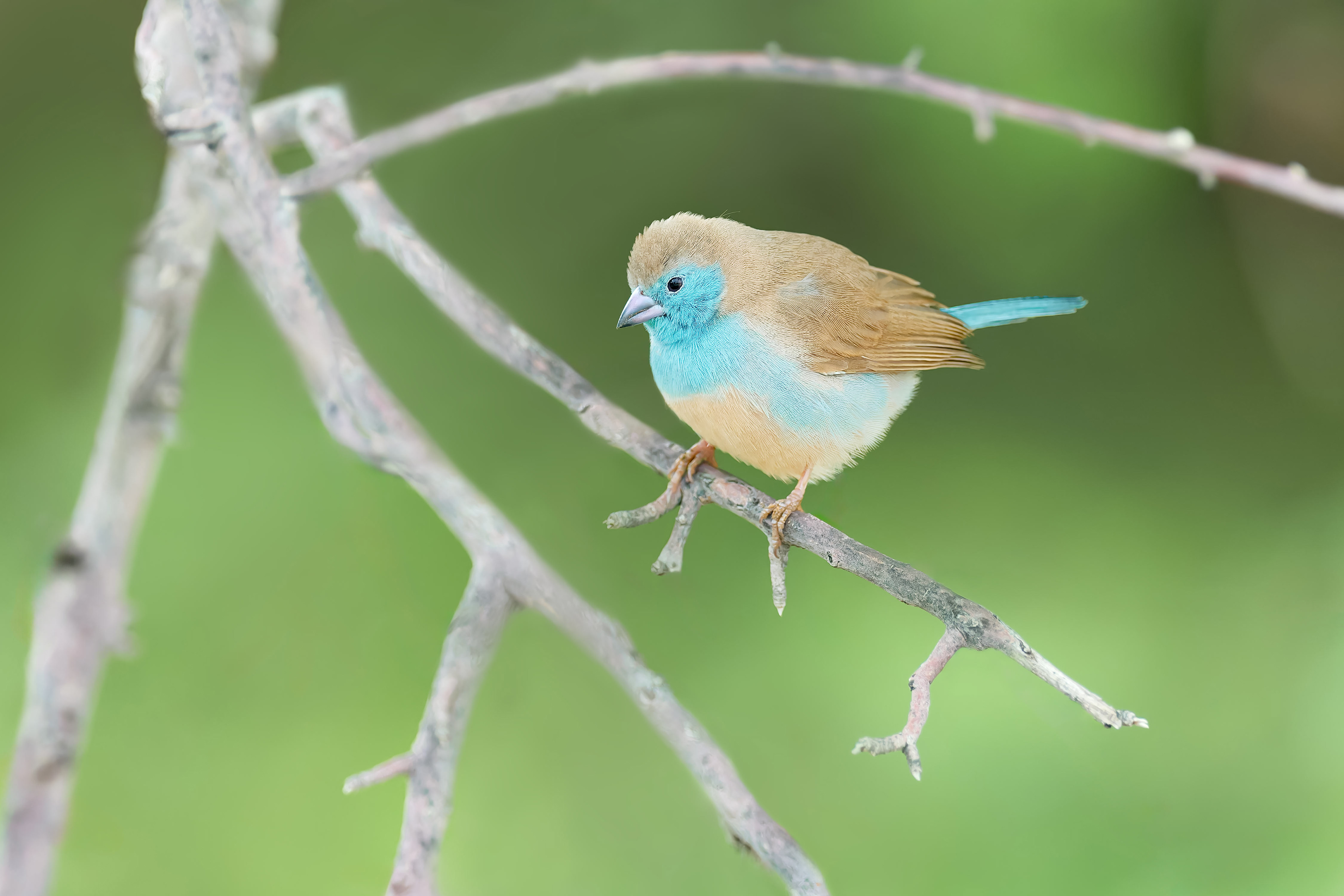 Blue Waxbill (Windhoek, Namibia)