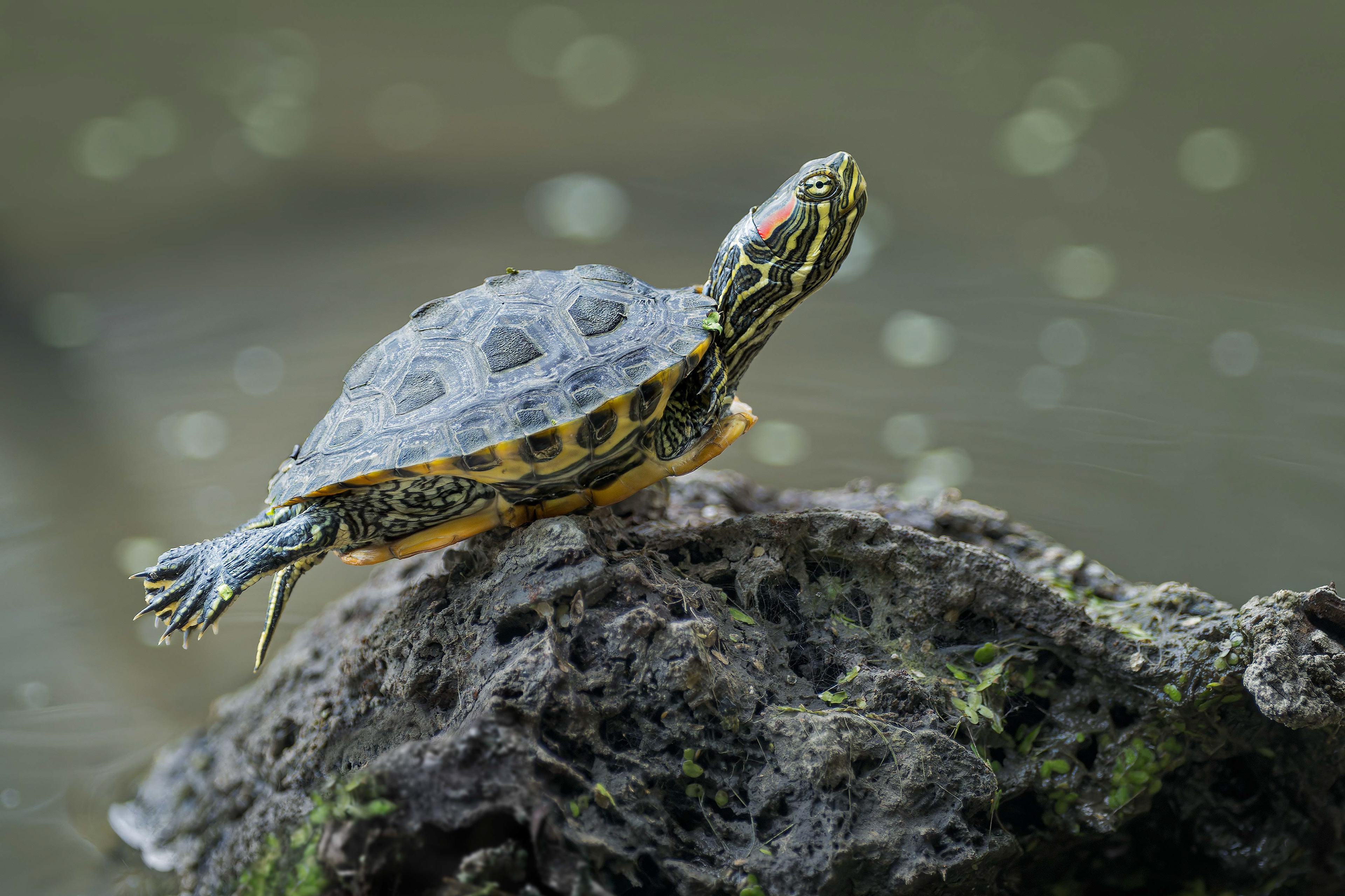 Red-eared Slider (Brussels, Belgium)