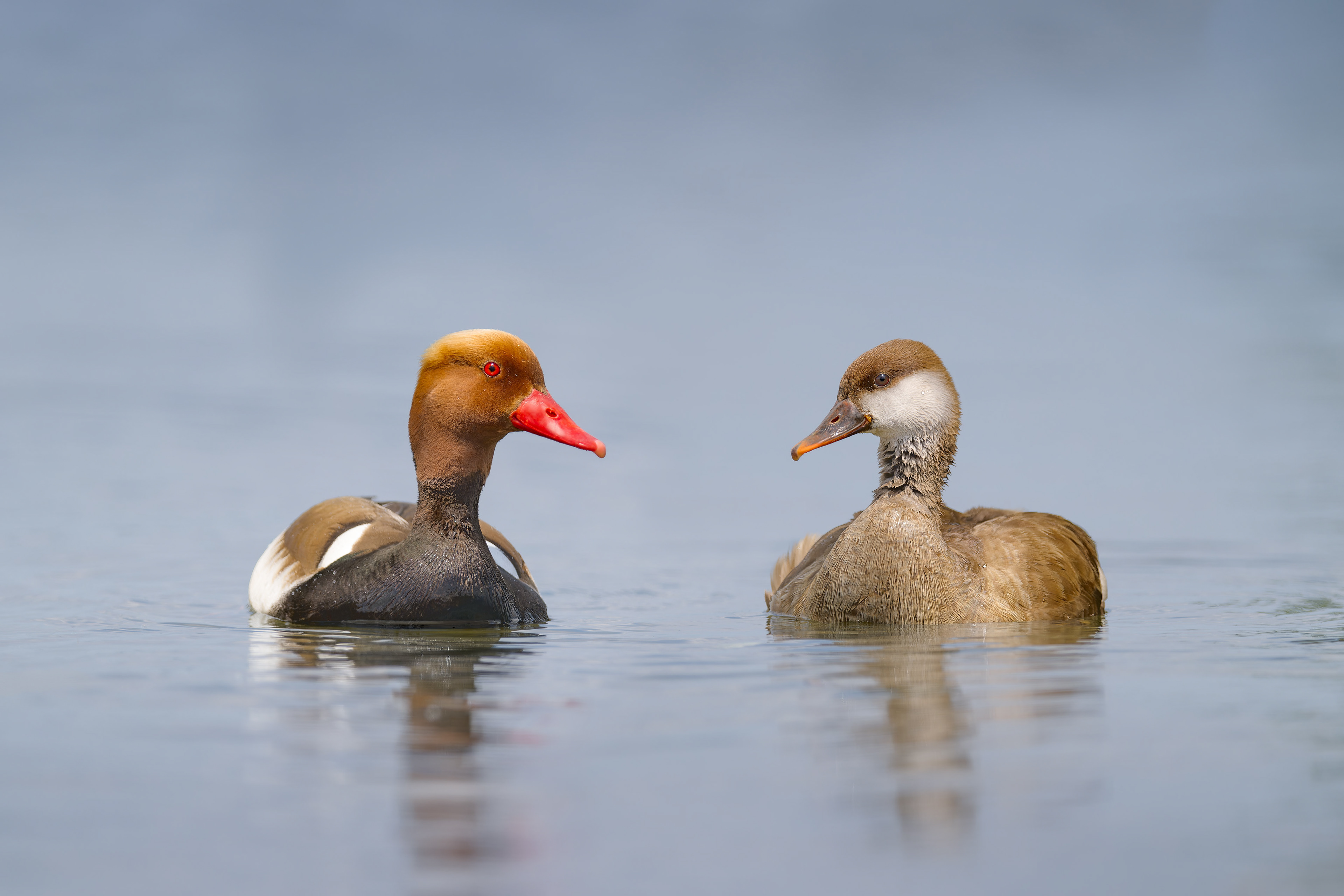 Red-crested Pochard (Dolni Vestonice, Czech Republic)