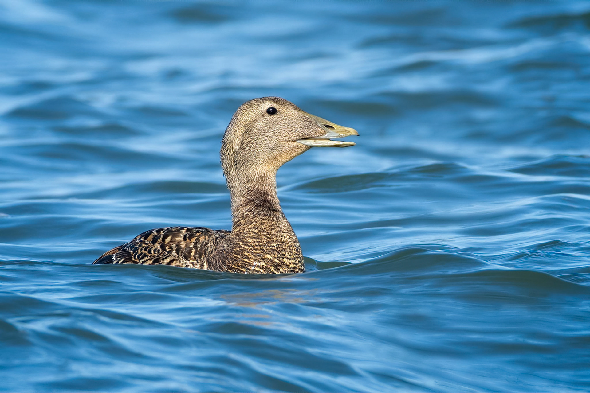 Common Eider (Ruissalo, Finland)