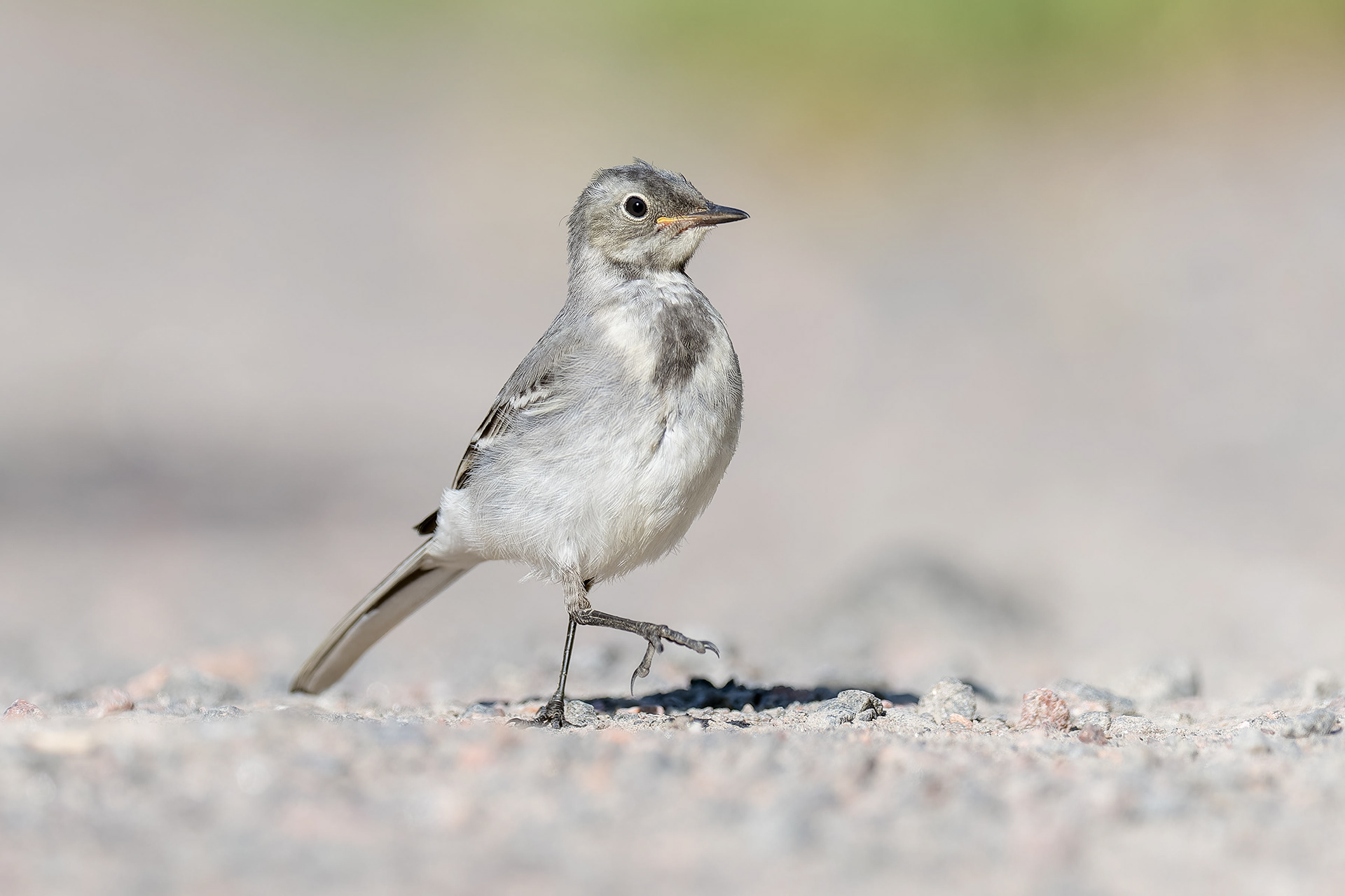 White Wagtail (Masku, Finland)