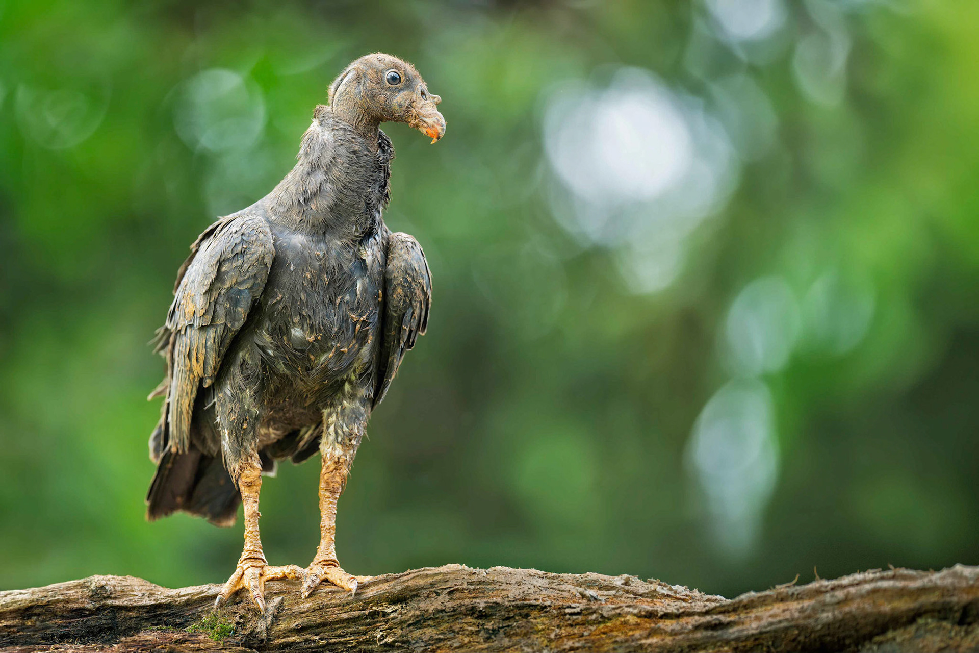 King Vulture (Boca Tapada, Costa Rica)