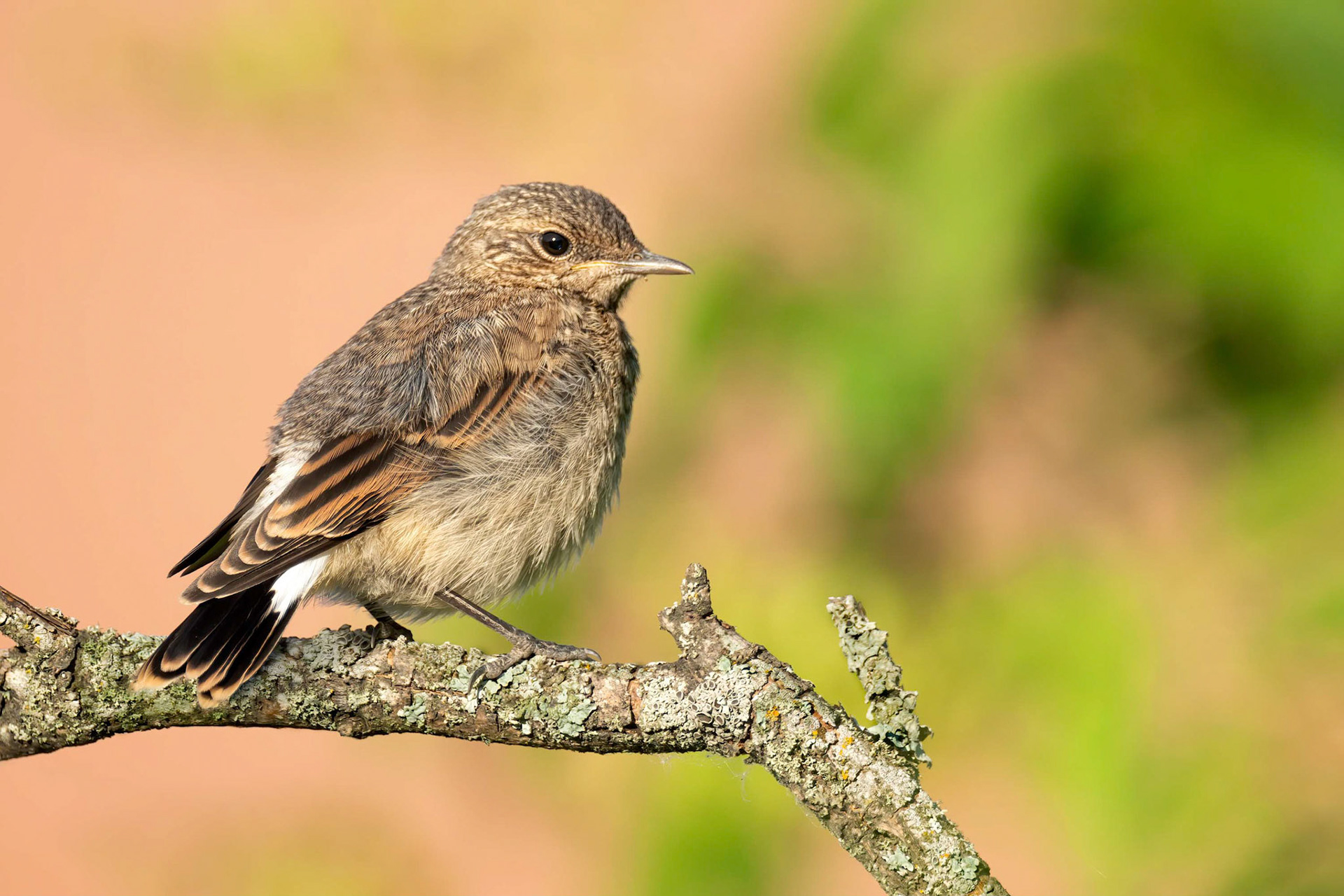 Common Redstart (Turku, Finland)