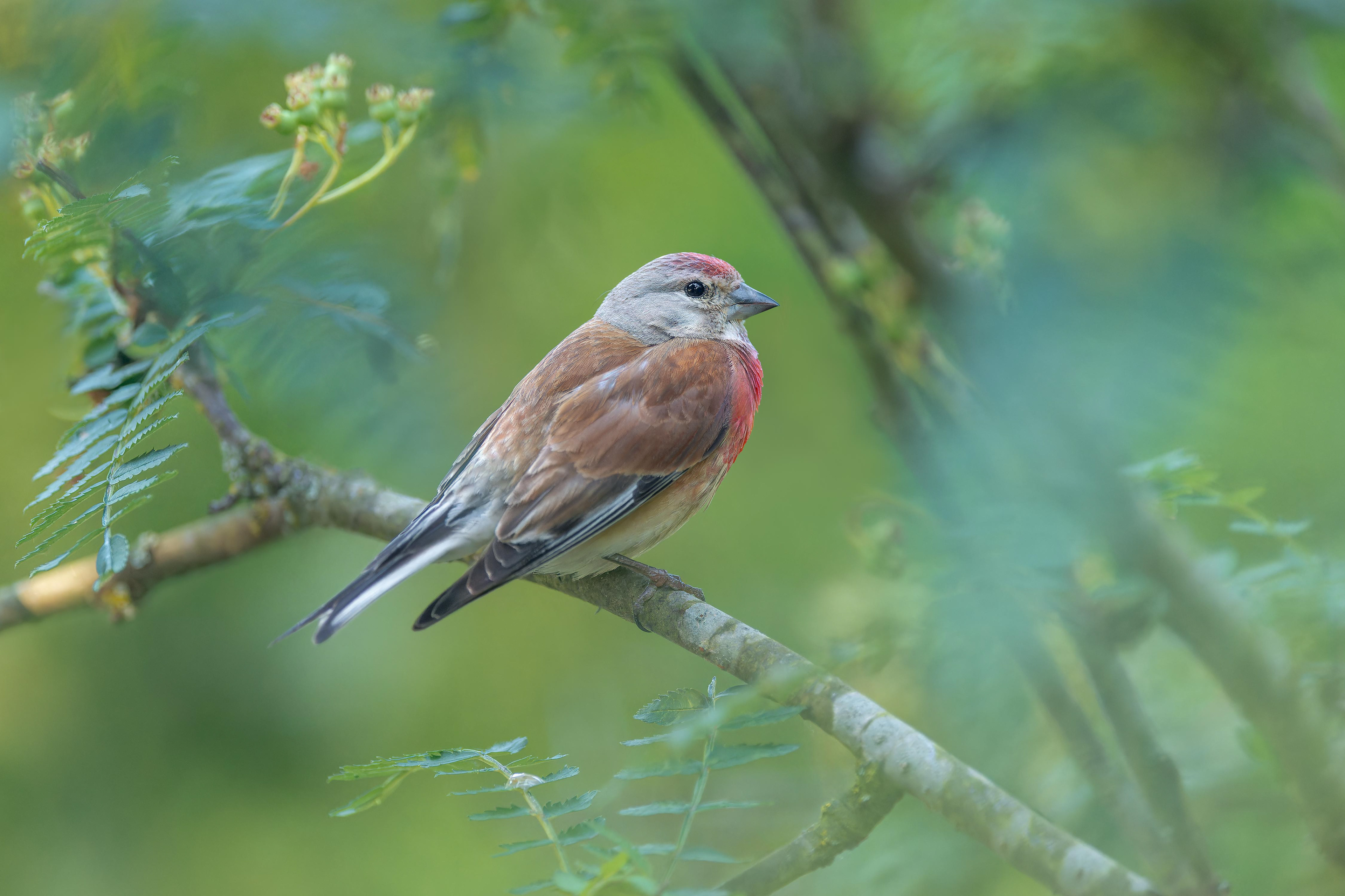 Redpoll (Ruissalo, Finland)