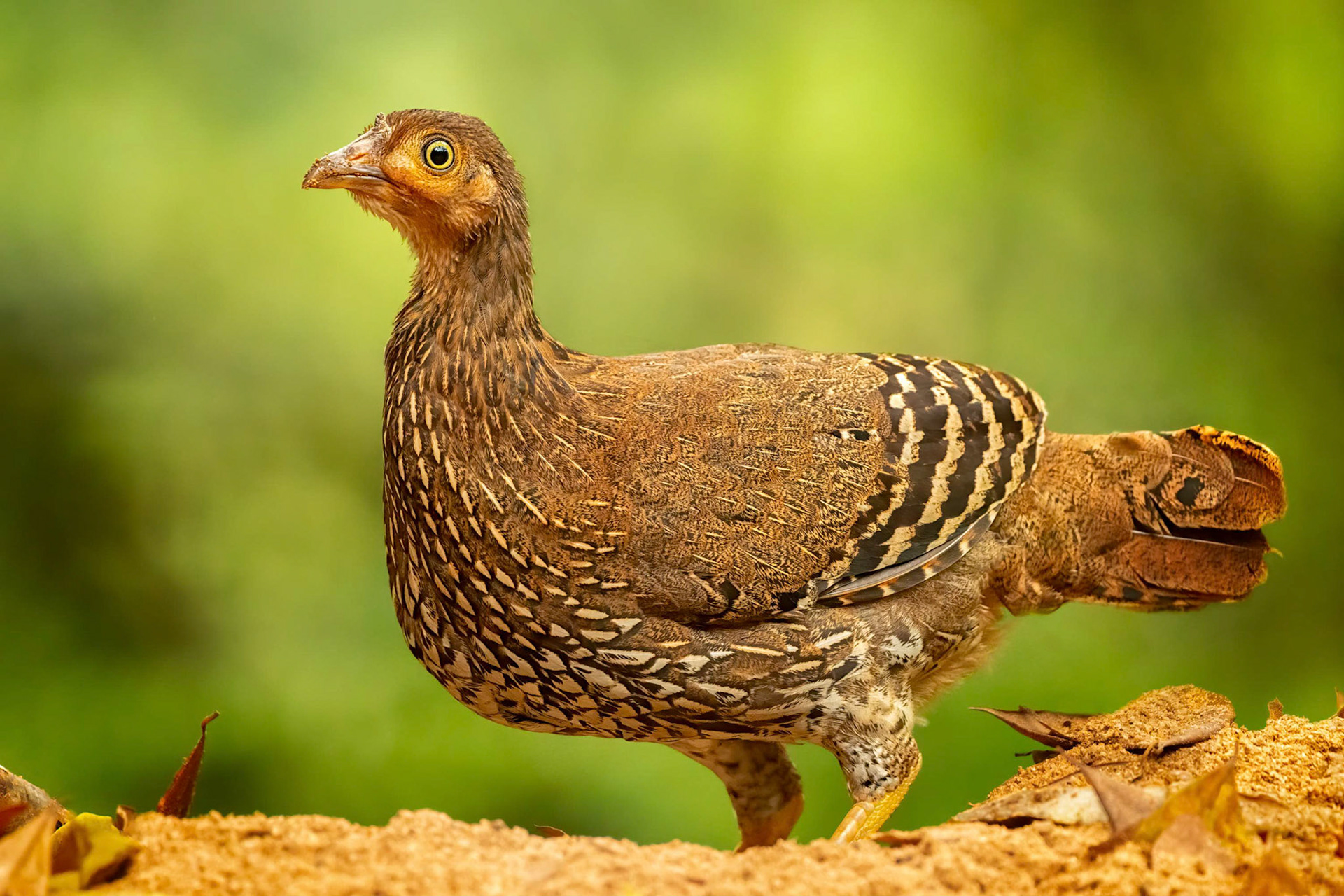 Sri Lanka Junglefowl (Sinharaja, Sri Lanka)