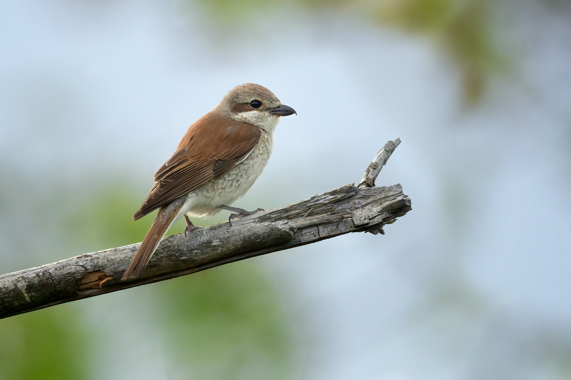 bird, red-backed shrike, female, Masku, Finland
