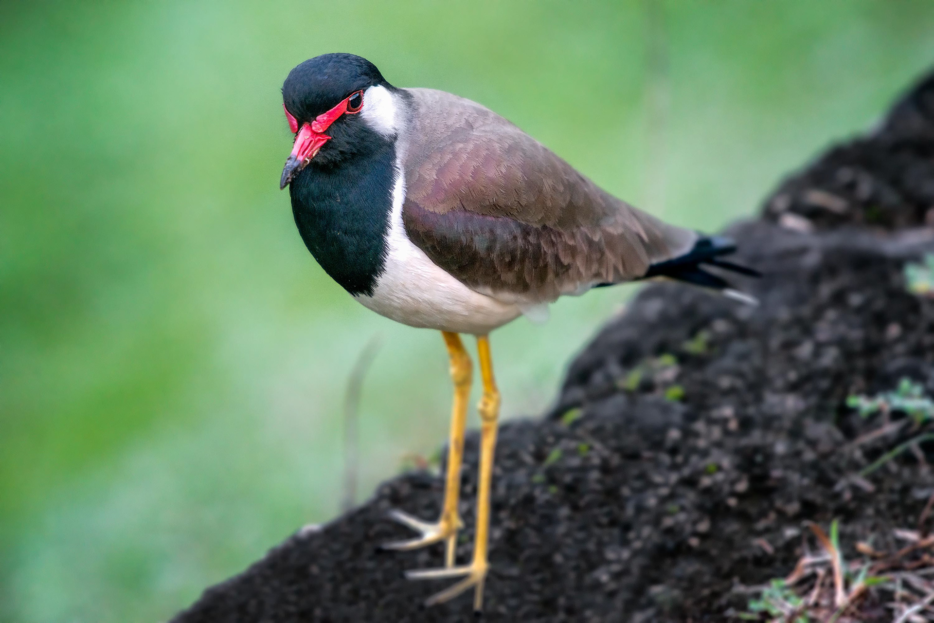 bird, red-wattled lapwing, Kandy, Sri Lanka