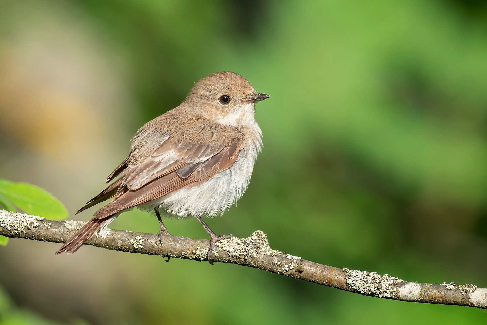 bird, spotted flycatcher, Masku, Finland